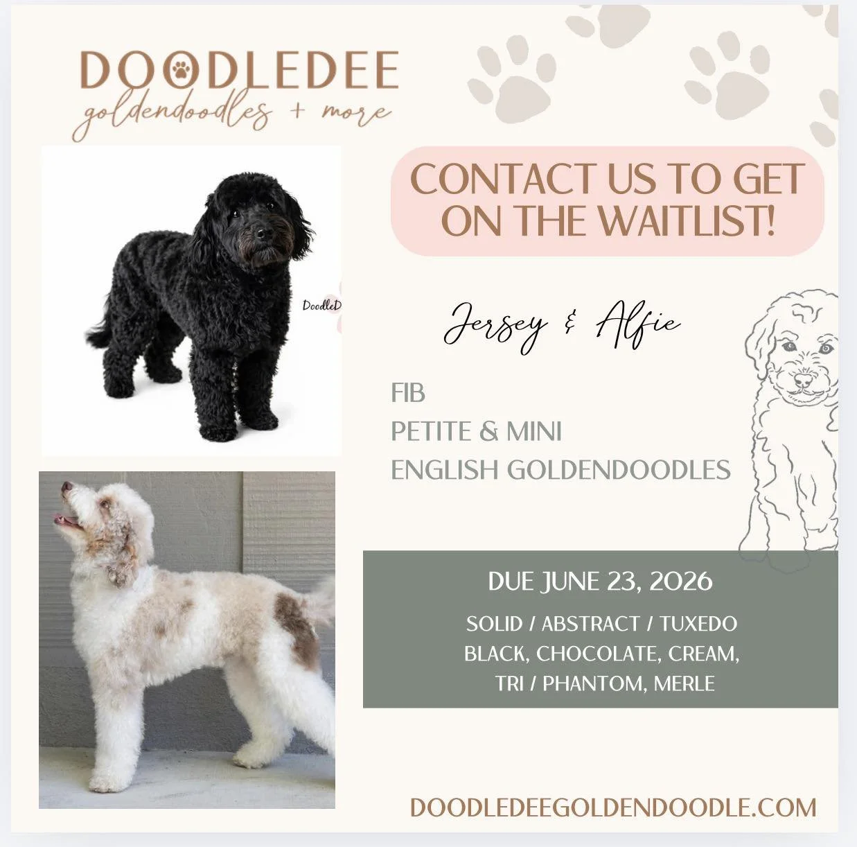 Mini English Goldendoodle