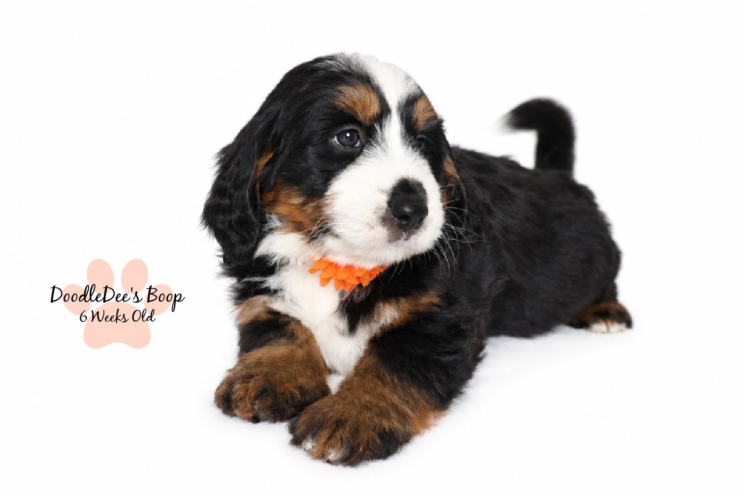 Medium Ultra Bernedoodle | Standard Ultra Bernedoodle 