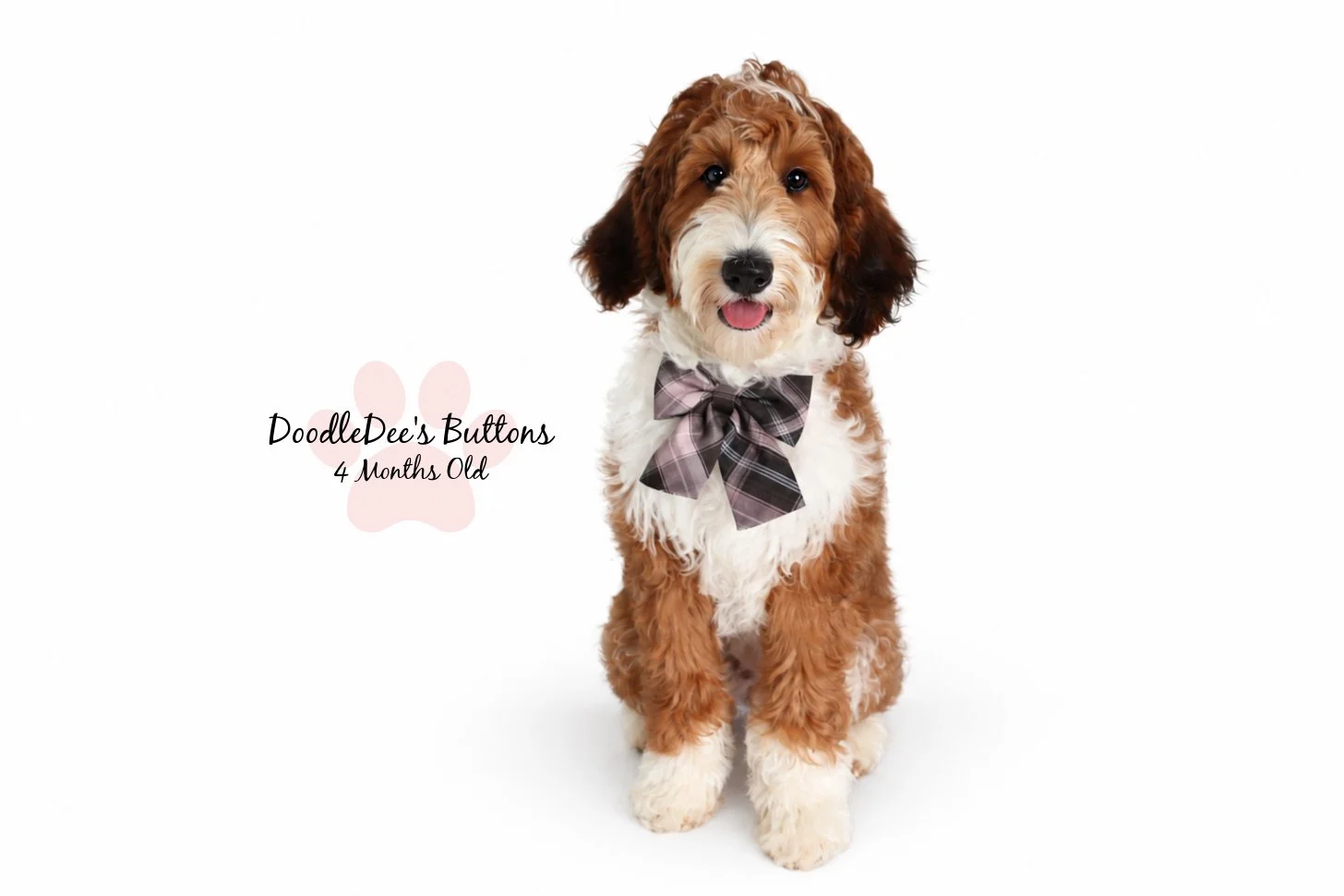 Sable Bernedoodle- Buttons 4 Months Old 
21 Lbs