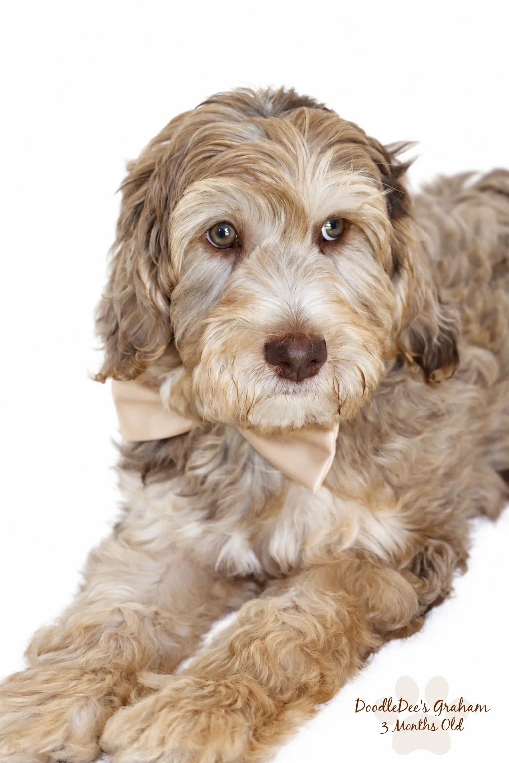 Mini Chocolate Phantom Merle English Goldendoodle Stud | 12.10 lbs