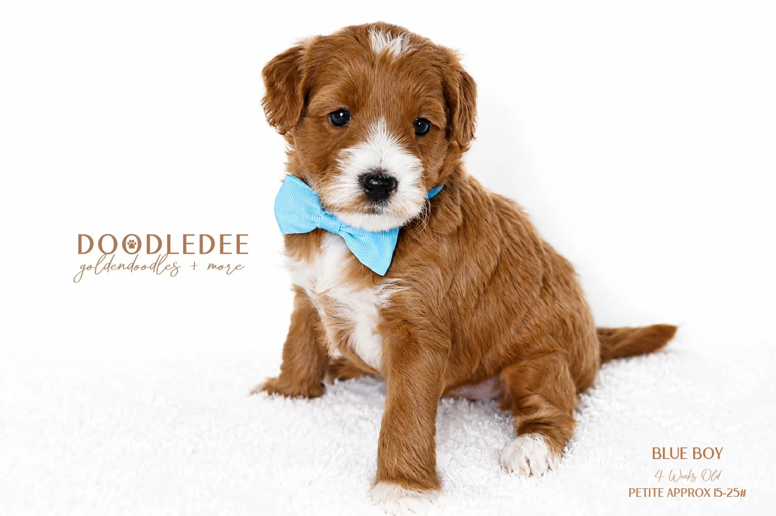 Petite English Goldendoodle SOLD