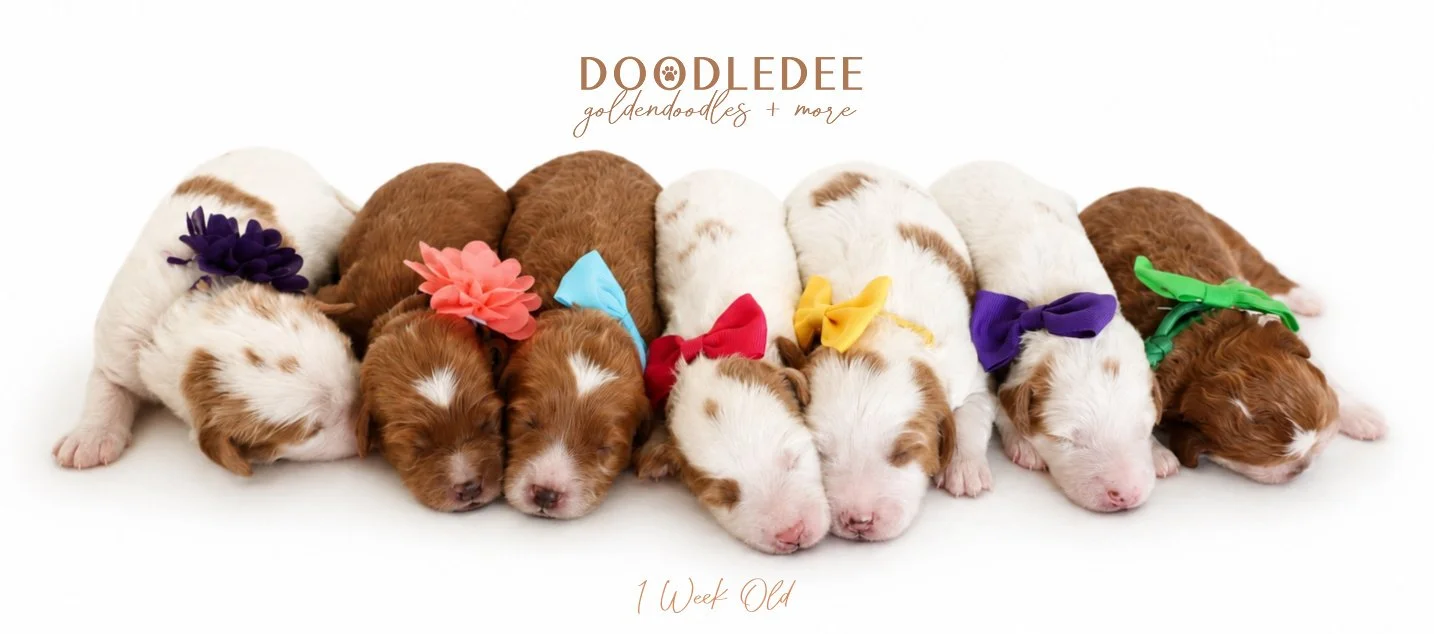 Micro Mini & Petite English Goldendoodle Puppies