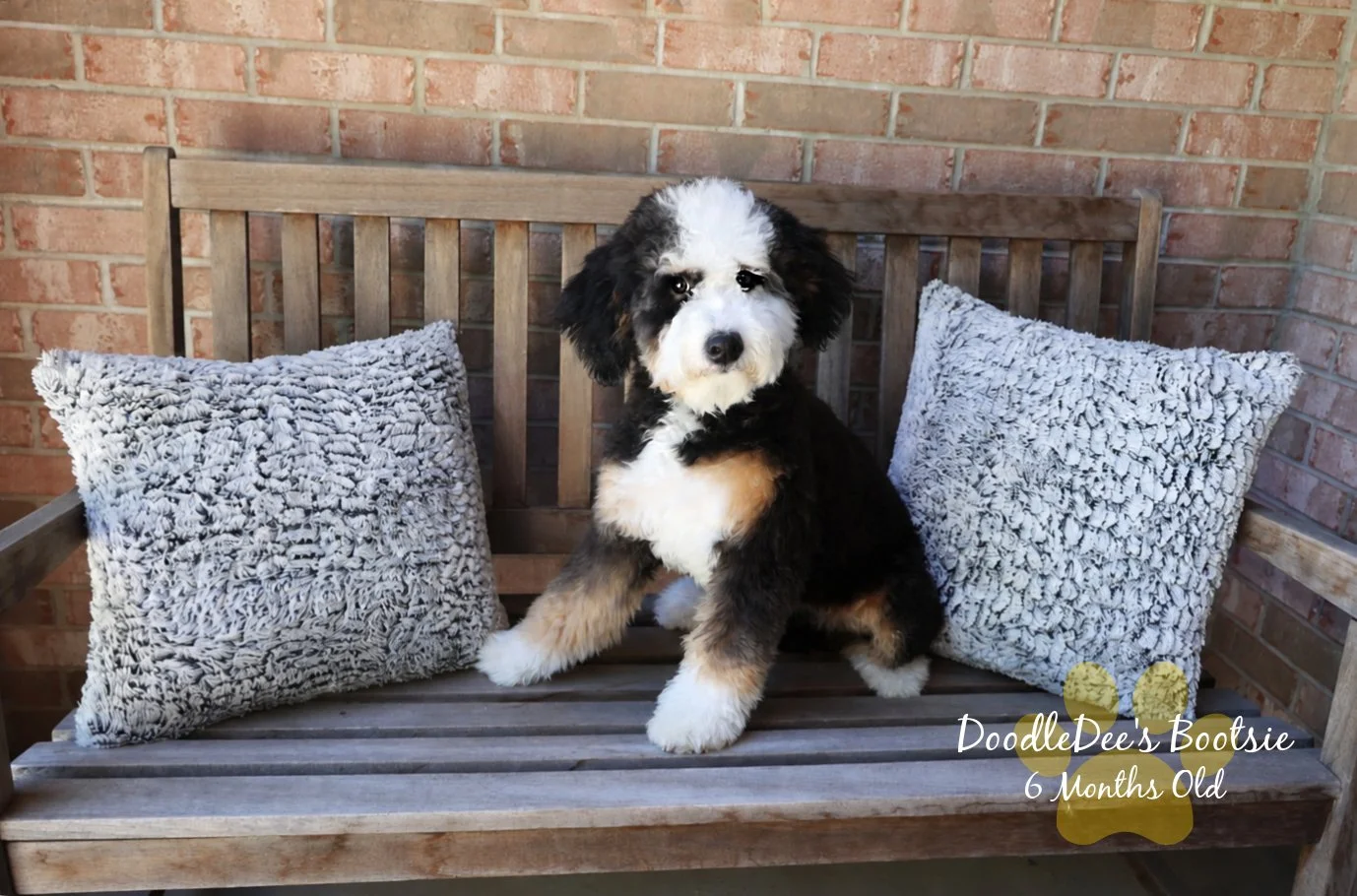 Mini Bernedoodle
