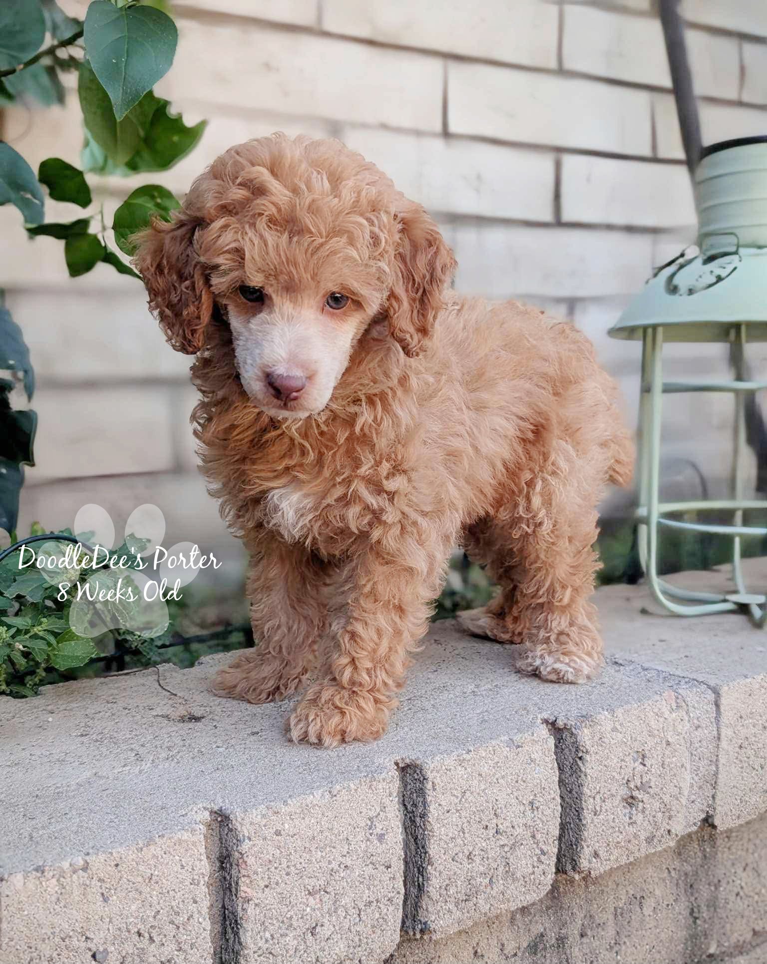 Mini Poodle Stud