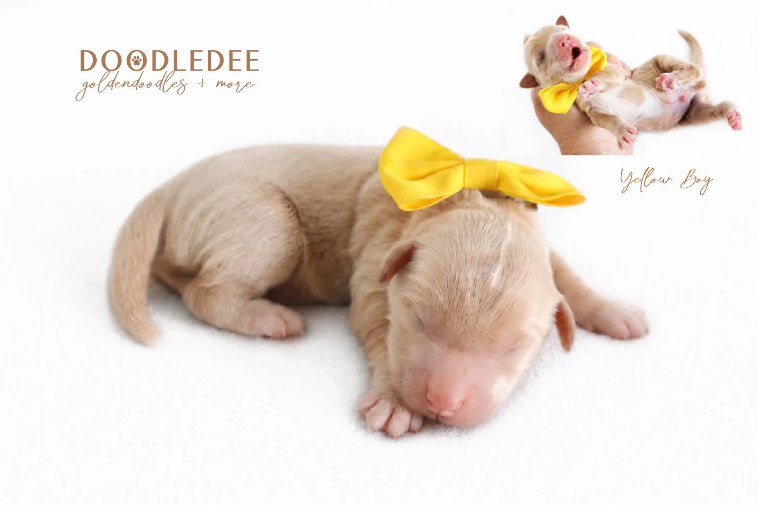 Mini English Goldendoodle Puppies | Medium English Goldendoodle Puppies