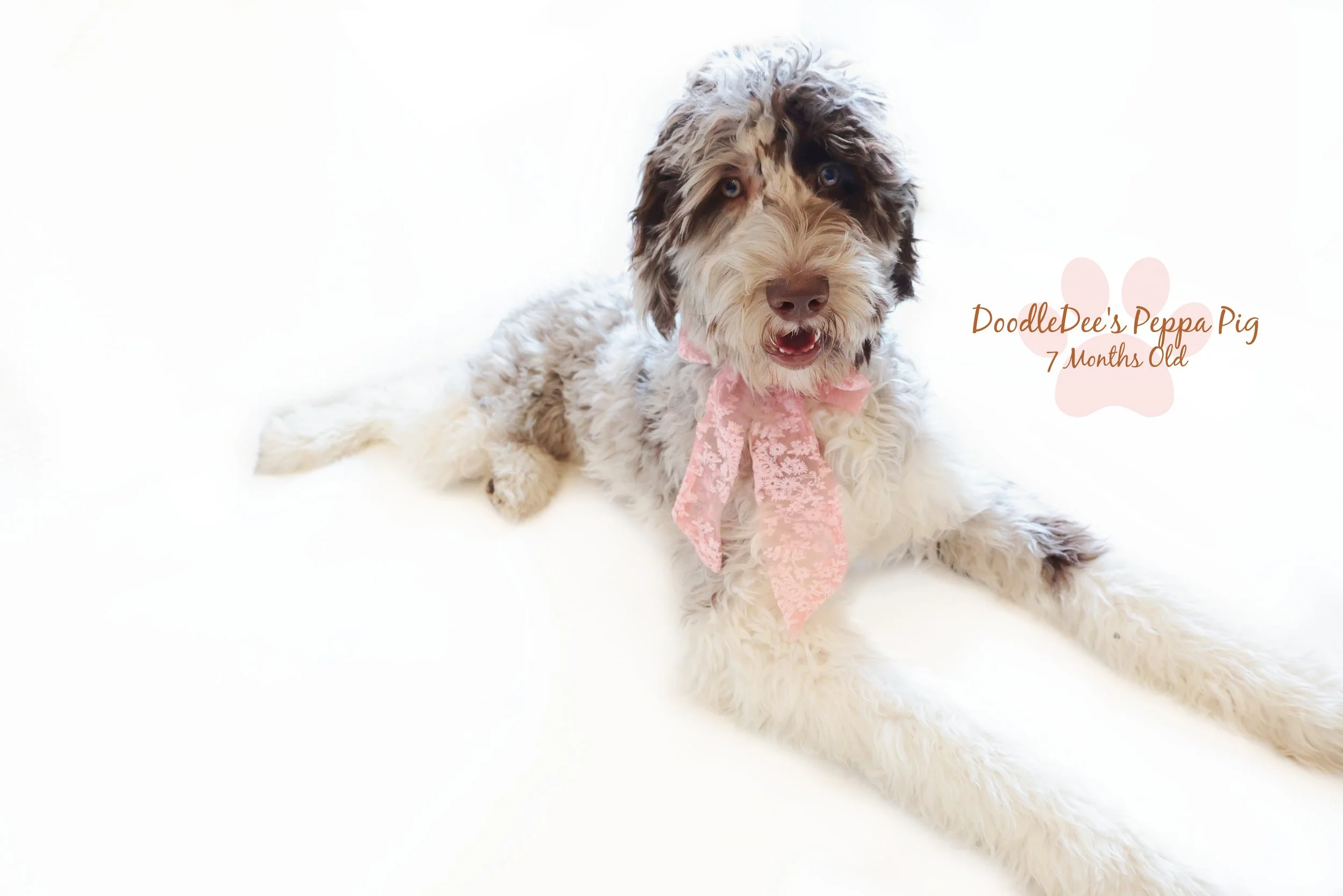 Chocolate Merle English Goldendoodle