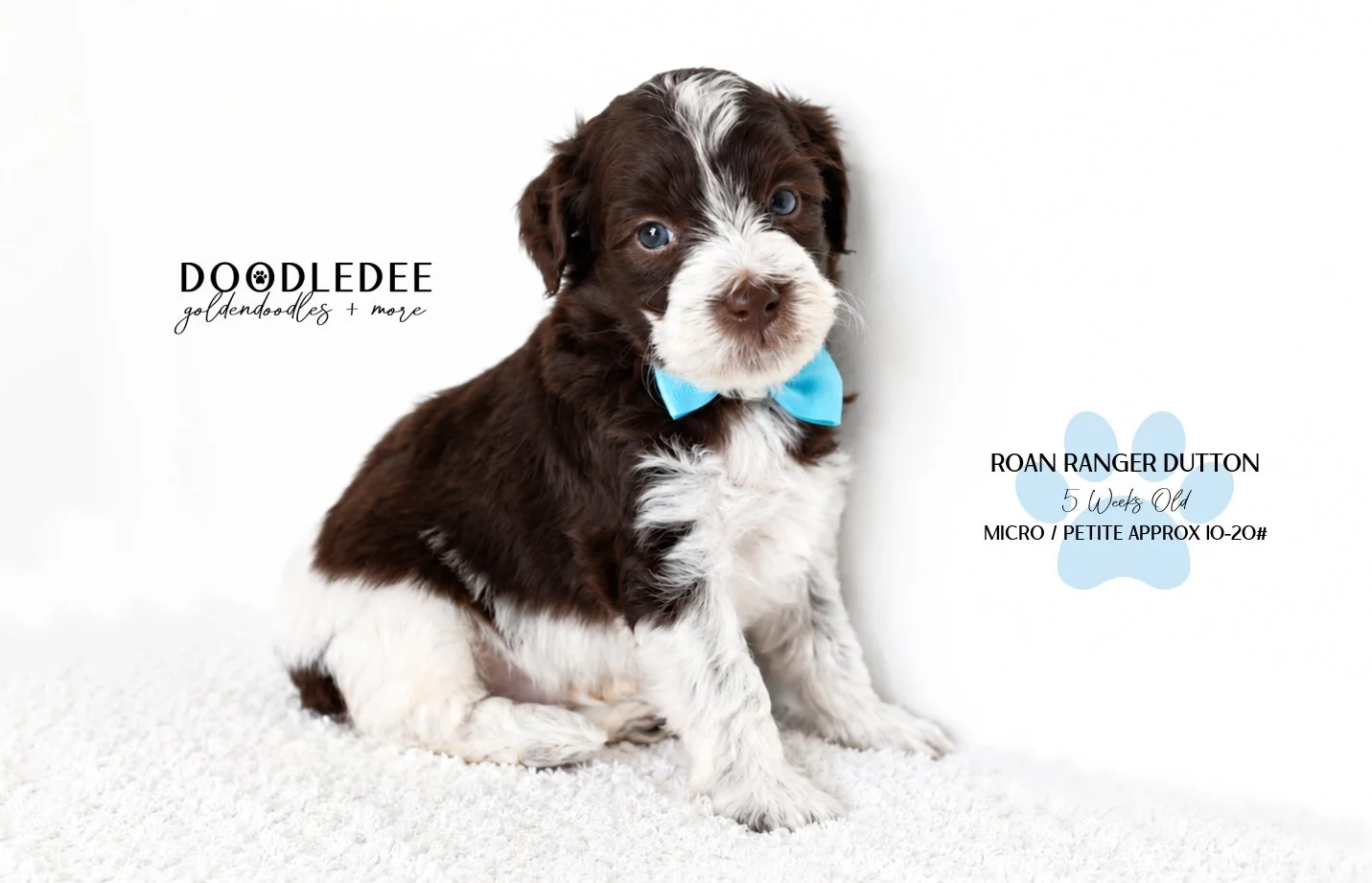 Micro/Petite English Goldendoodle Male BREEDER HOLD