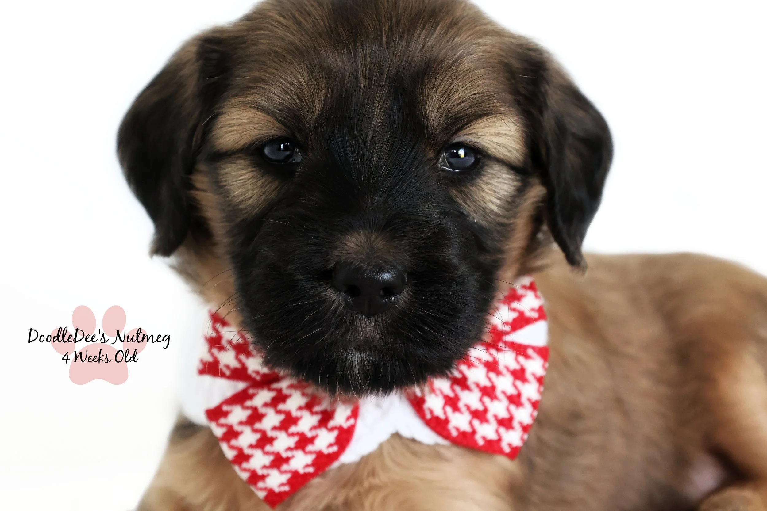 Petite Sable English Goldendoodle