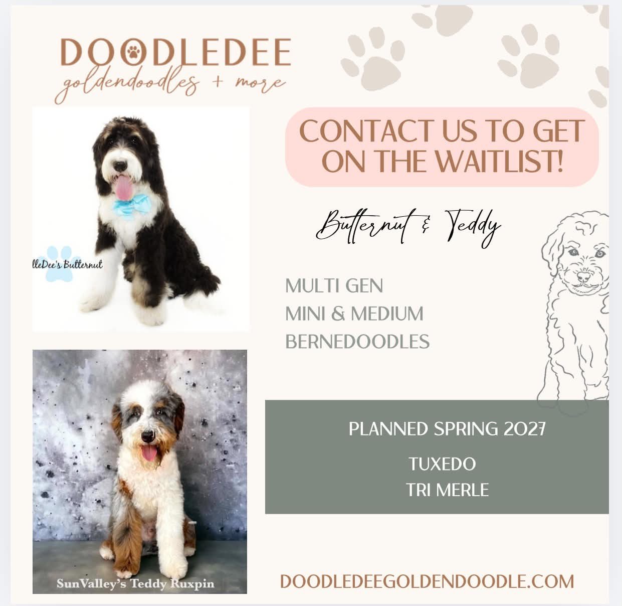 Medium Bernedoodle Puppies |  Standard Bernedoodle Puppies