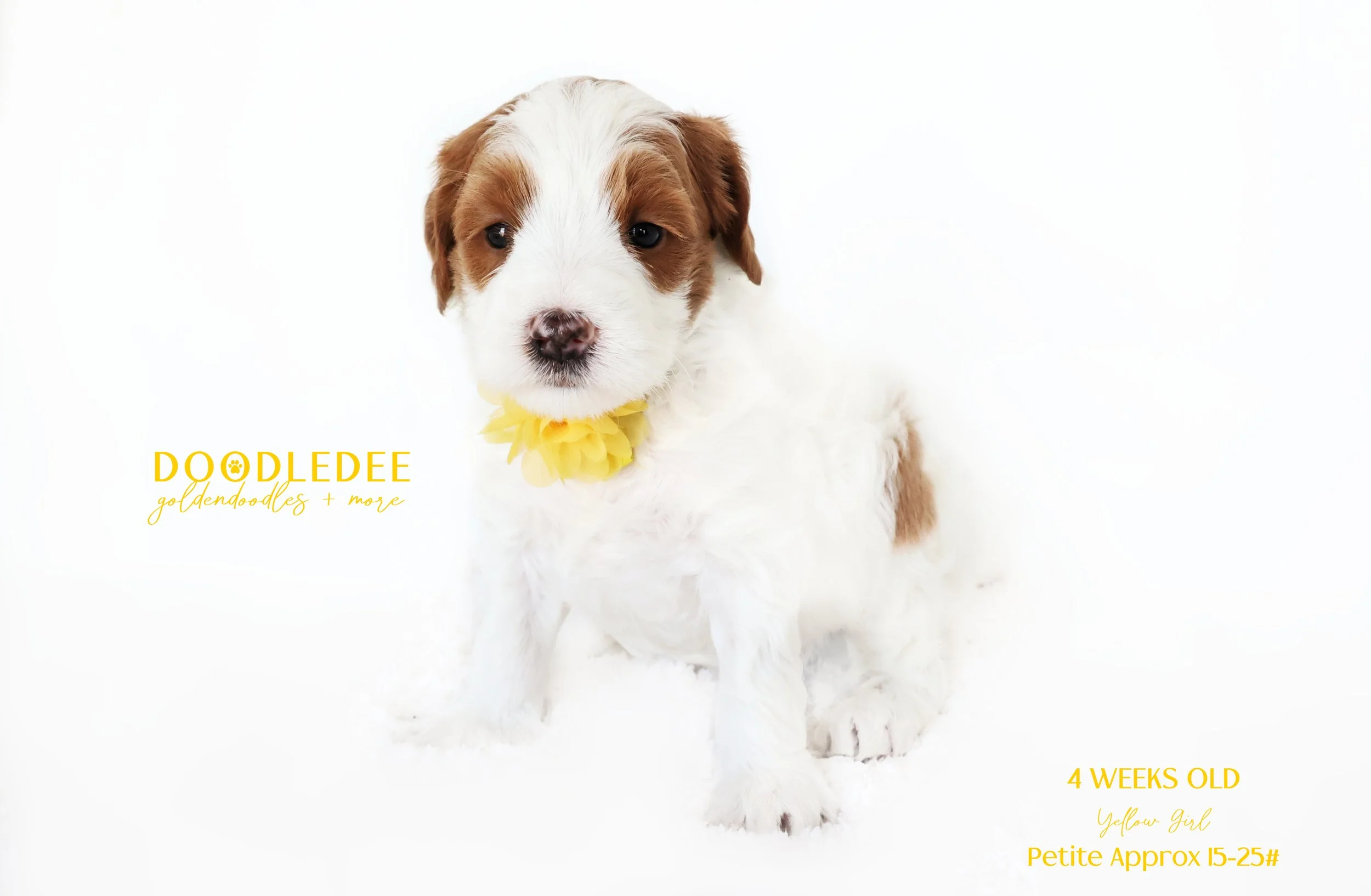 Petite English Goldendoodle