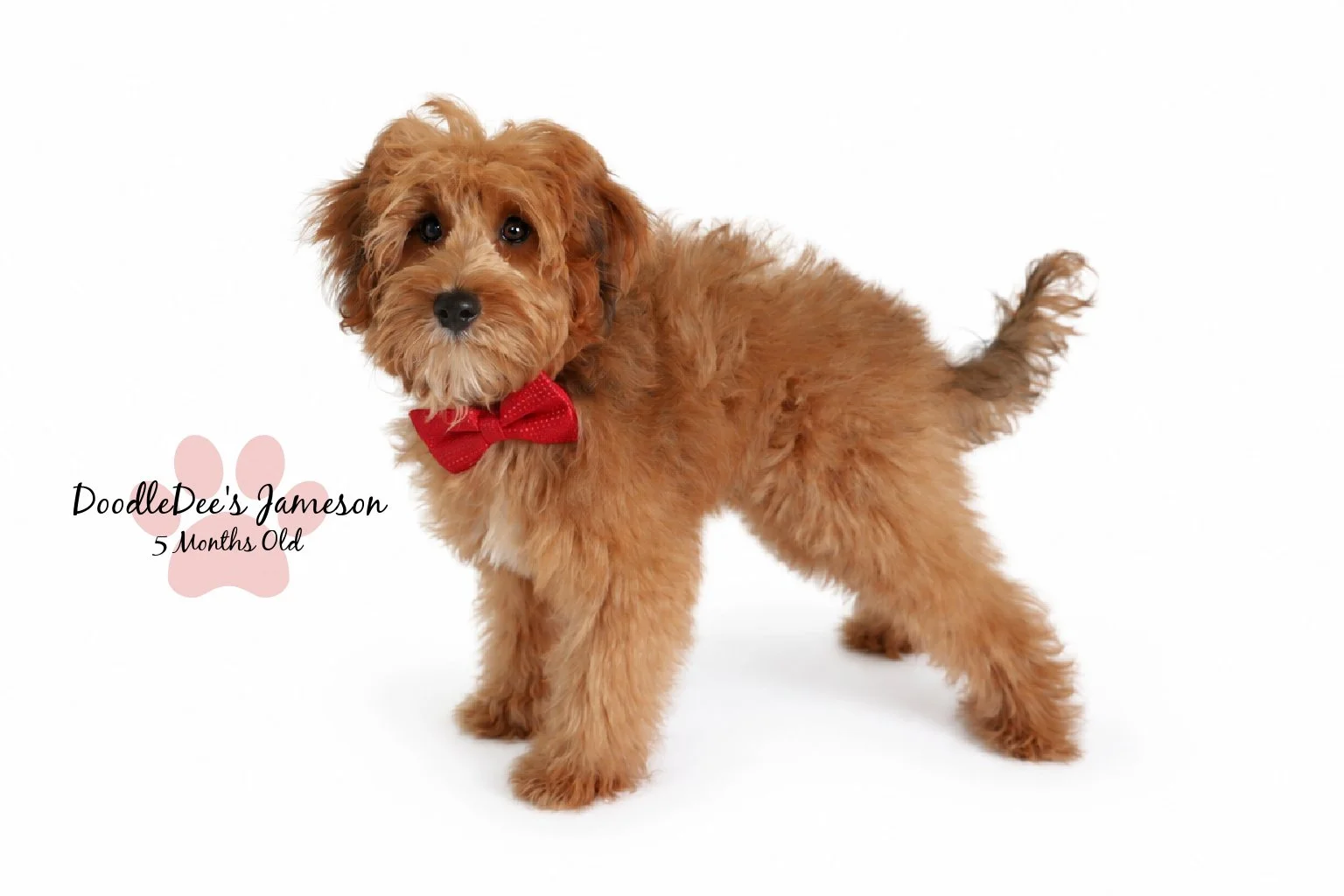 Micro Mini Sable English Goldendoodle
