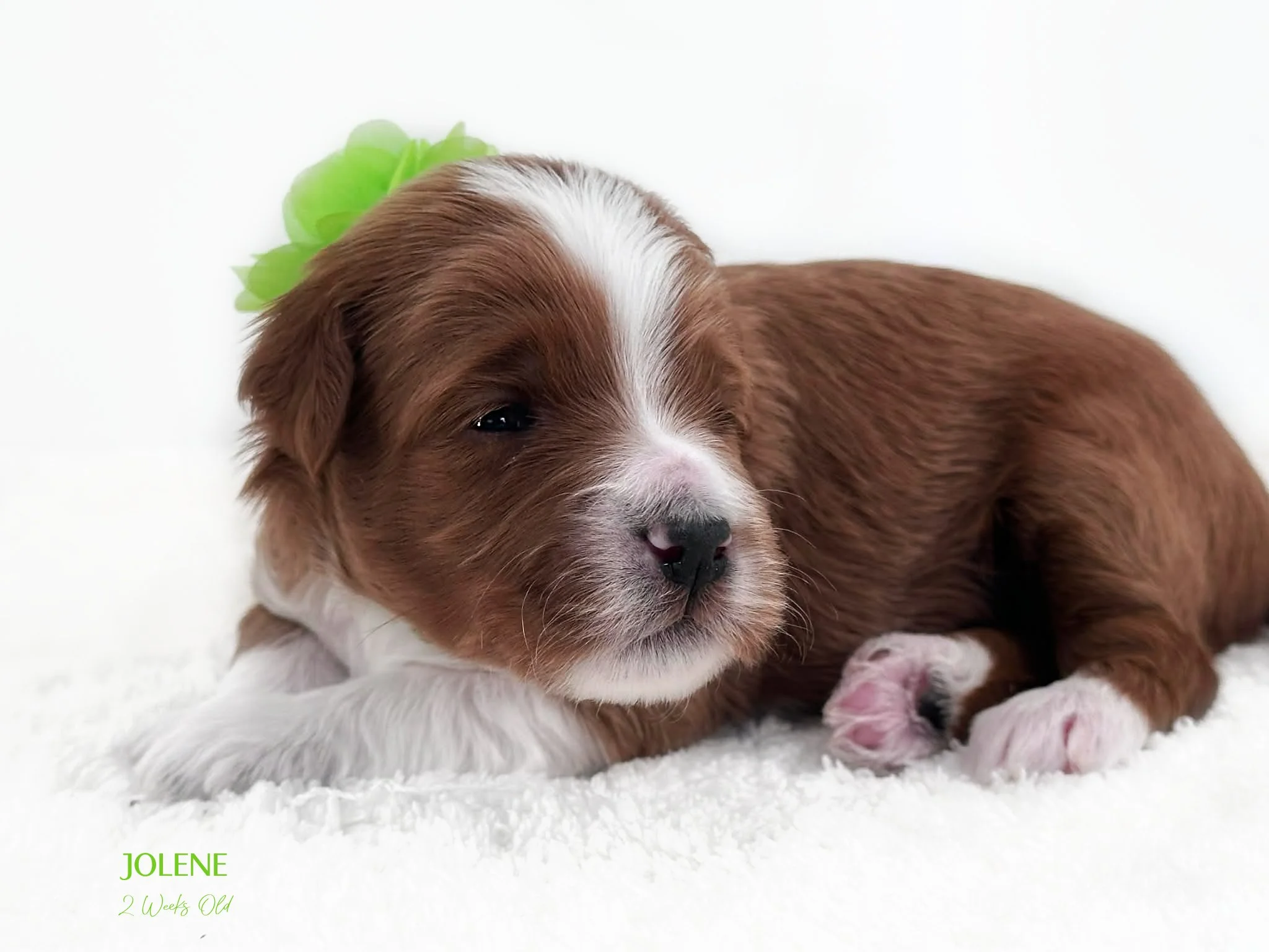 Petite English Goldendoodle