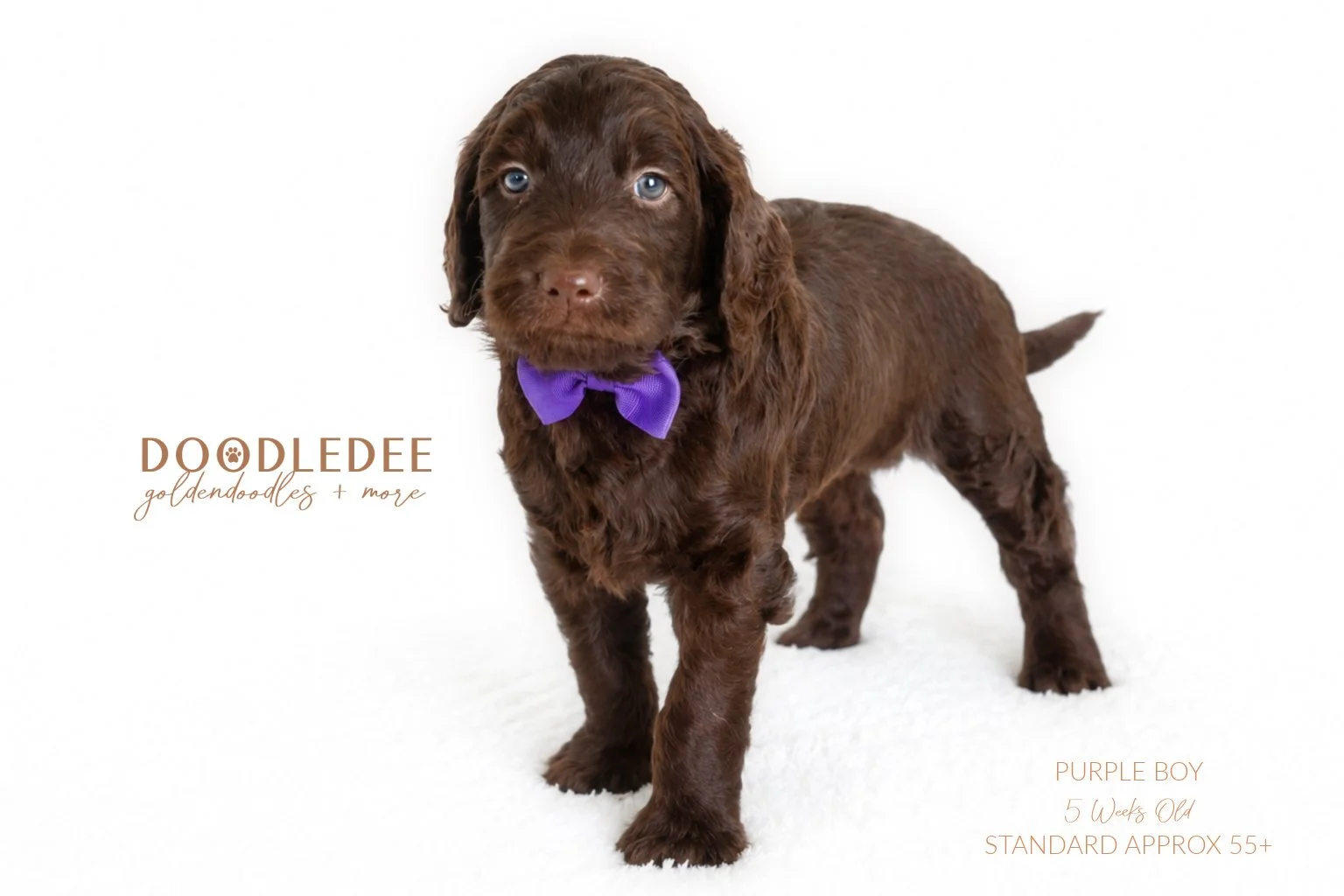 Standard English Goldendoodle $3,000