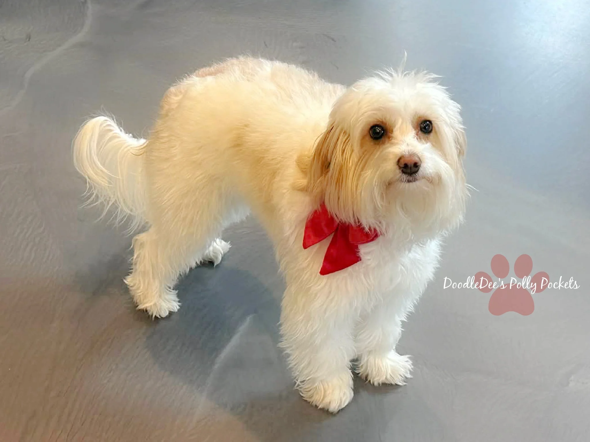 Micro Mini Bernedoodle