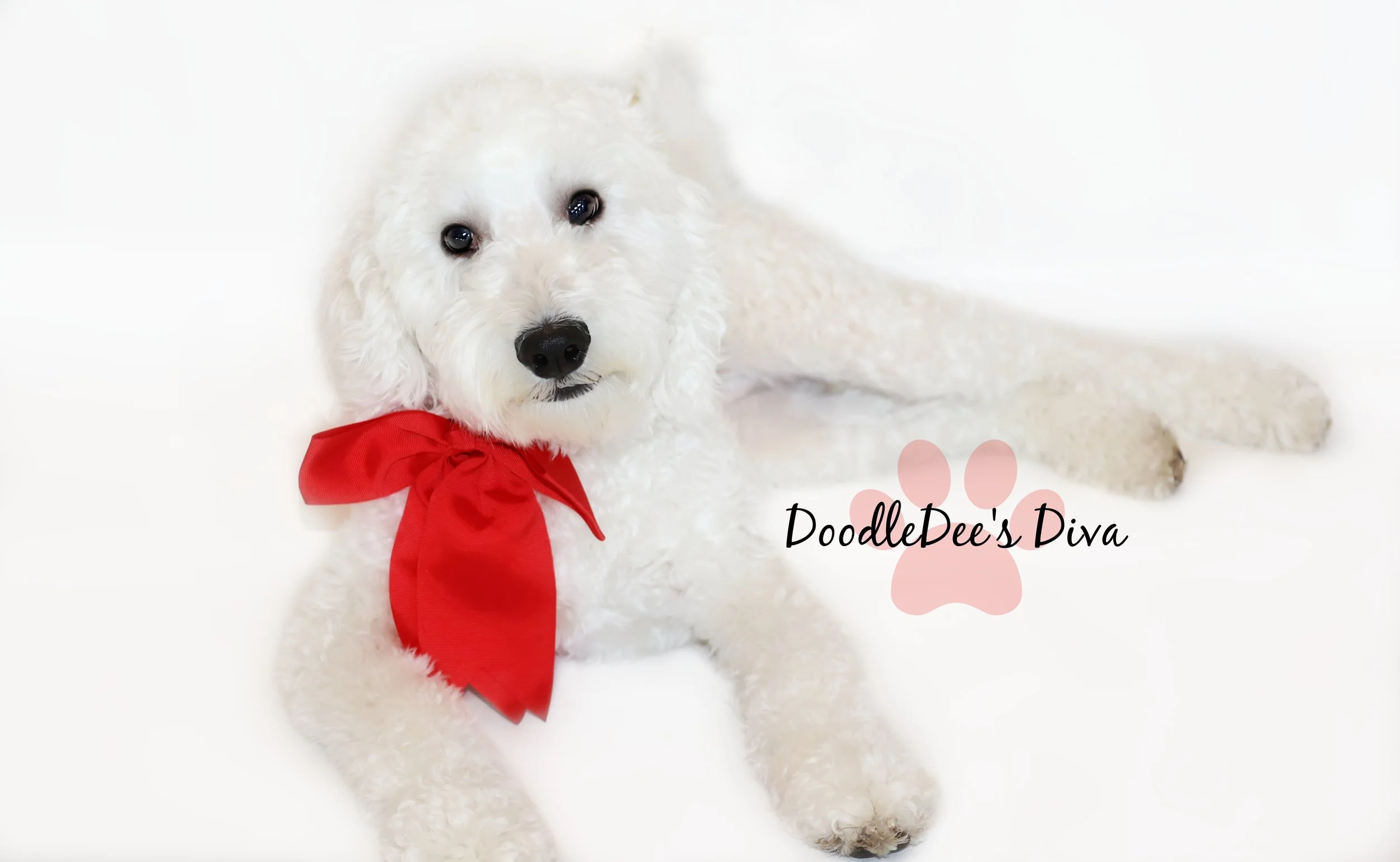 Diva- Multi Gen English Goldendoodle 36#