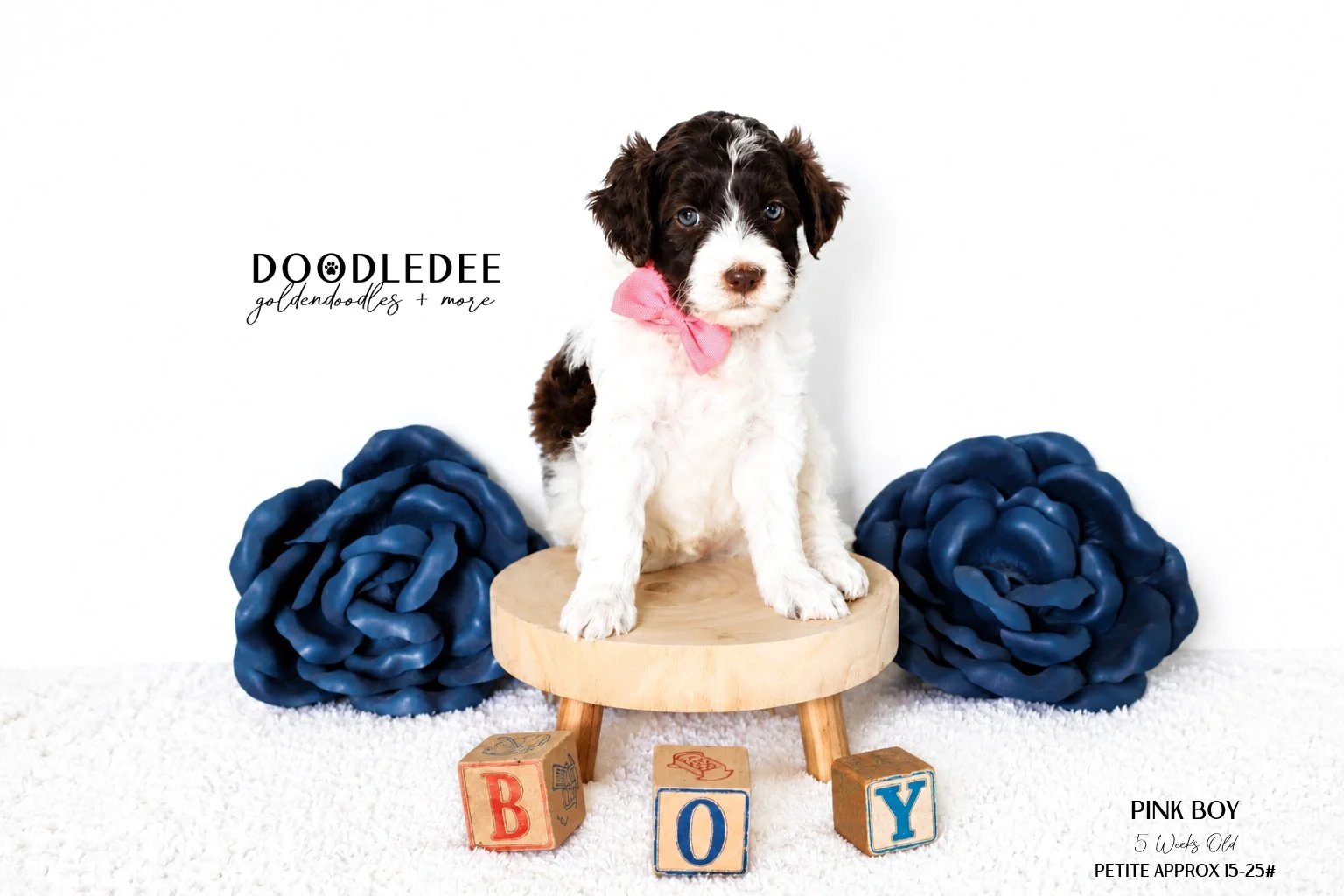Petite English Goldendoodle Male SOLD