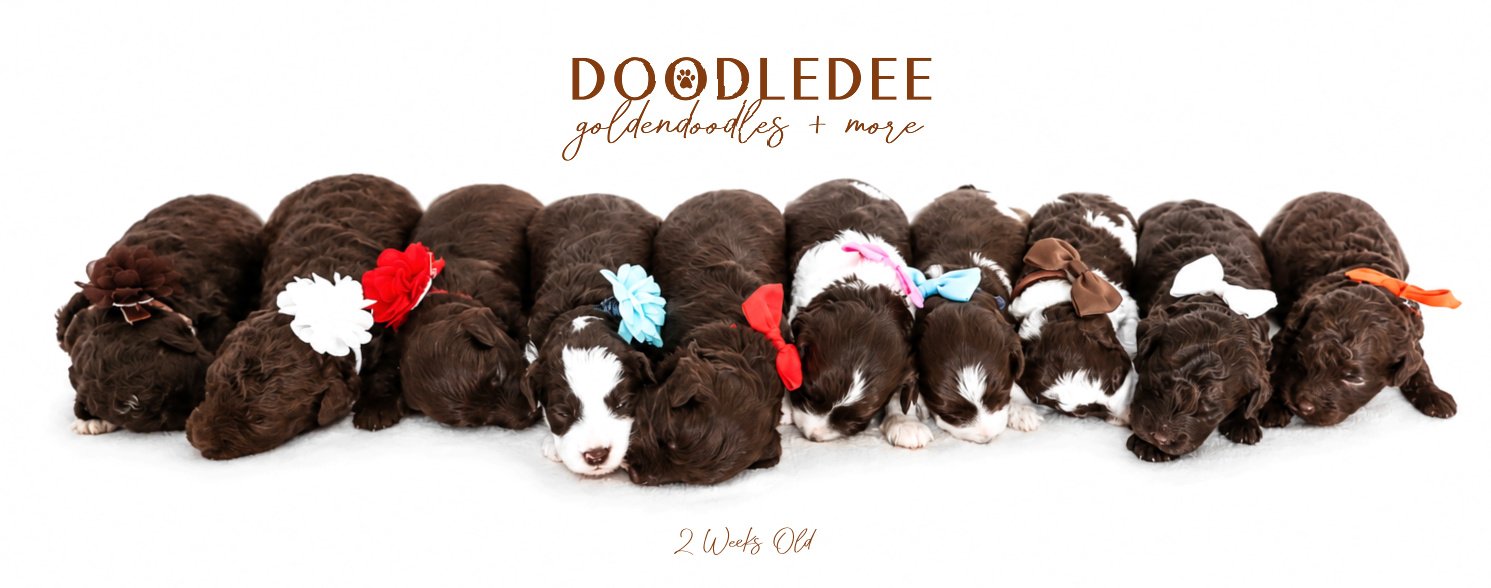 Micro MIni & Petite English Goldendoodles