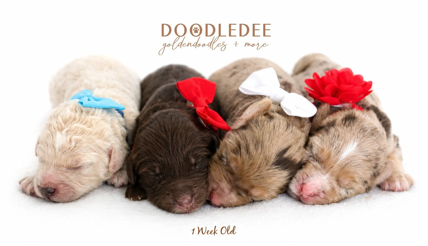 Petite English Goldendoodles