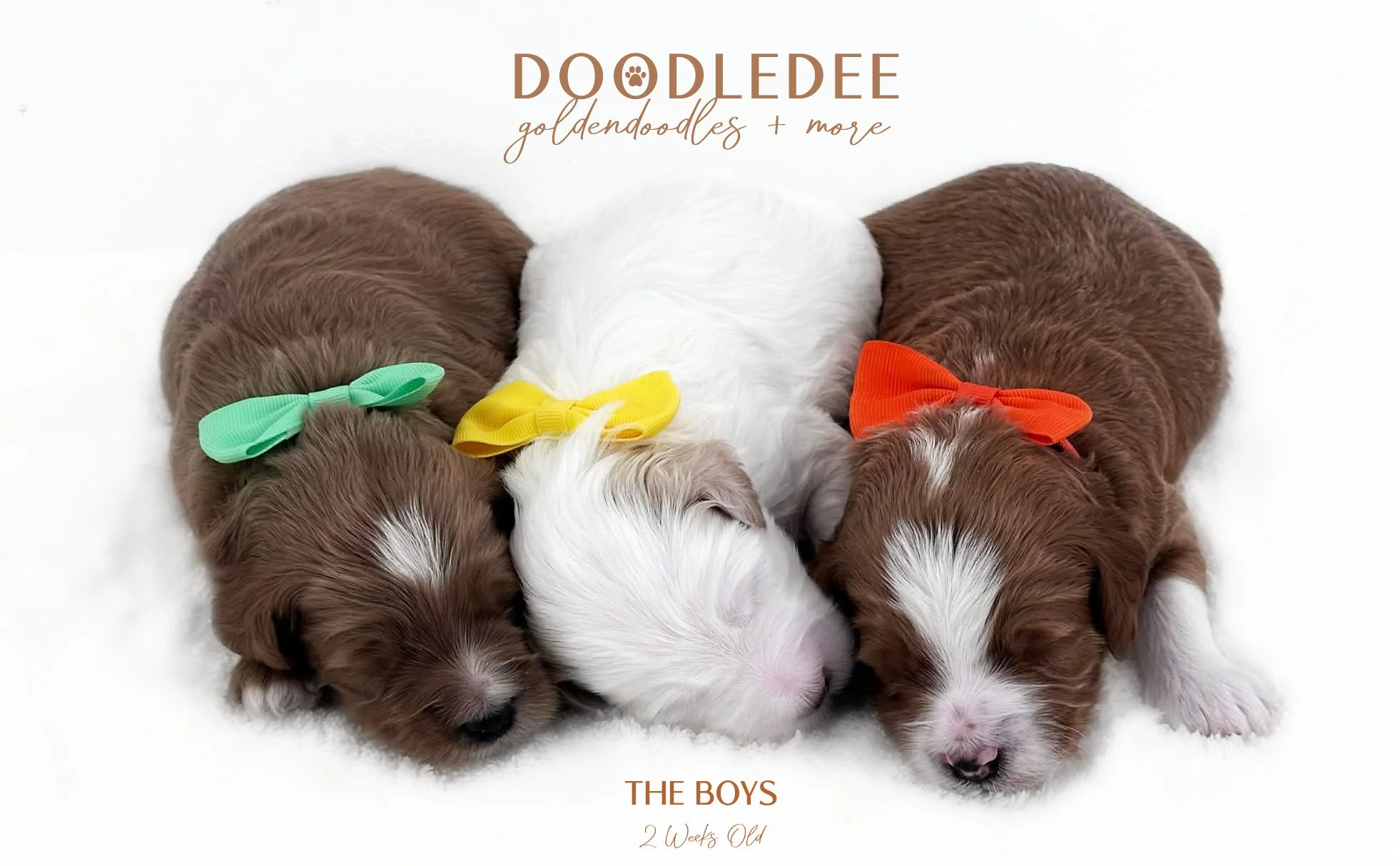 English Goldendoodle Puppies