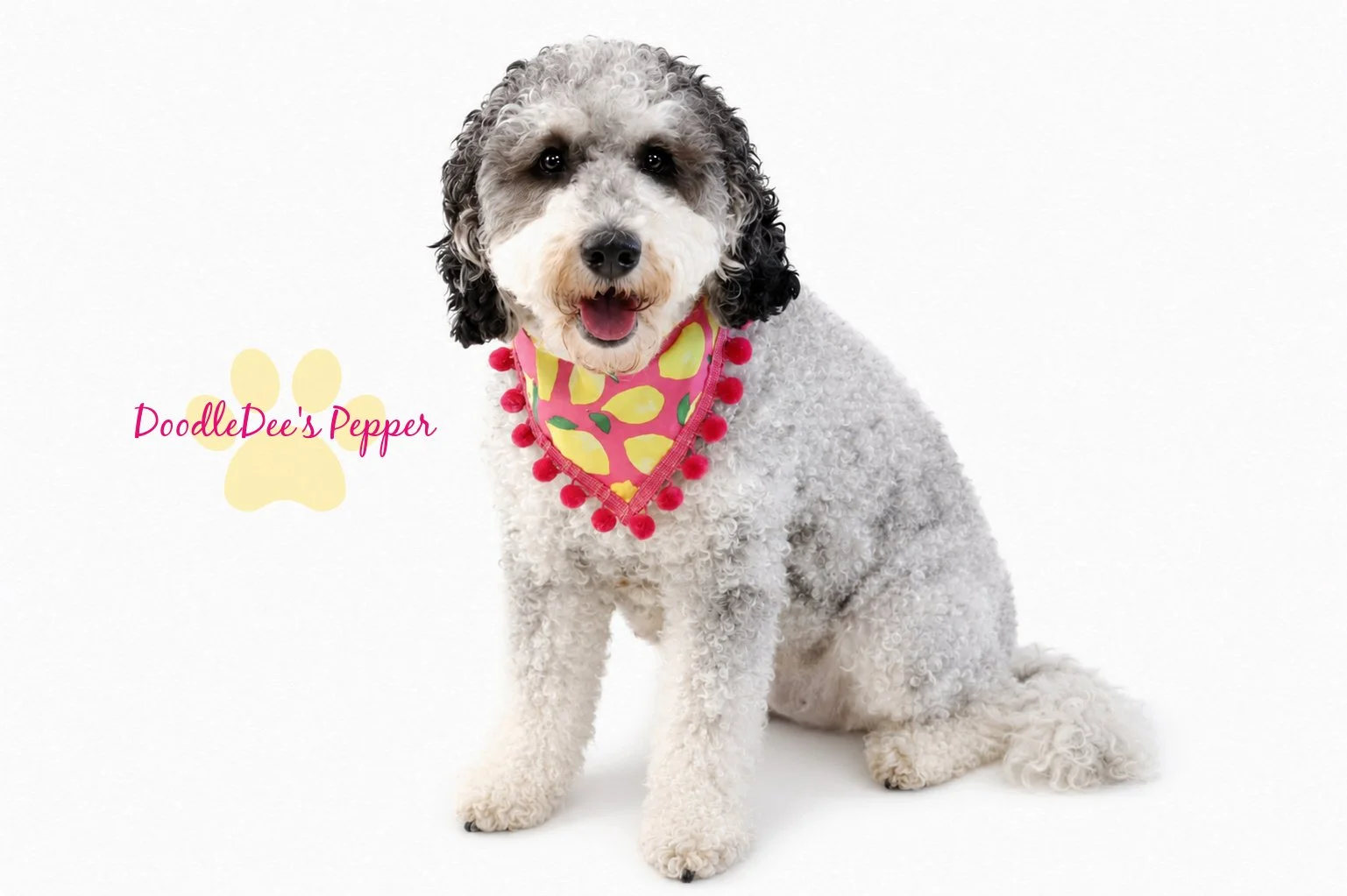 Pepper- Mini Bernedoodle