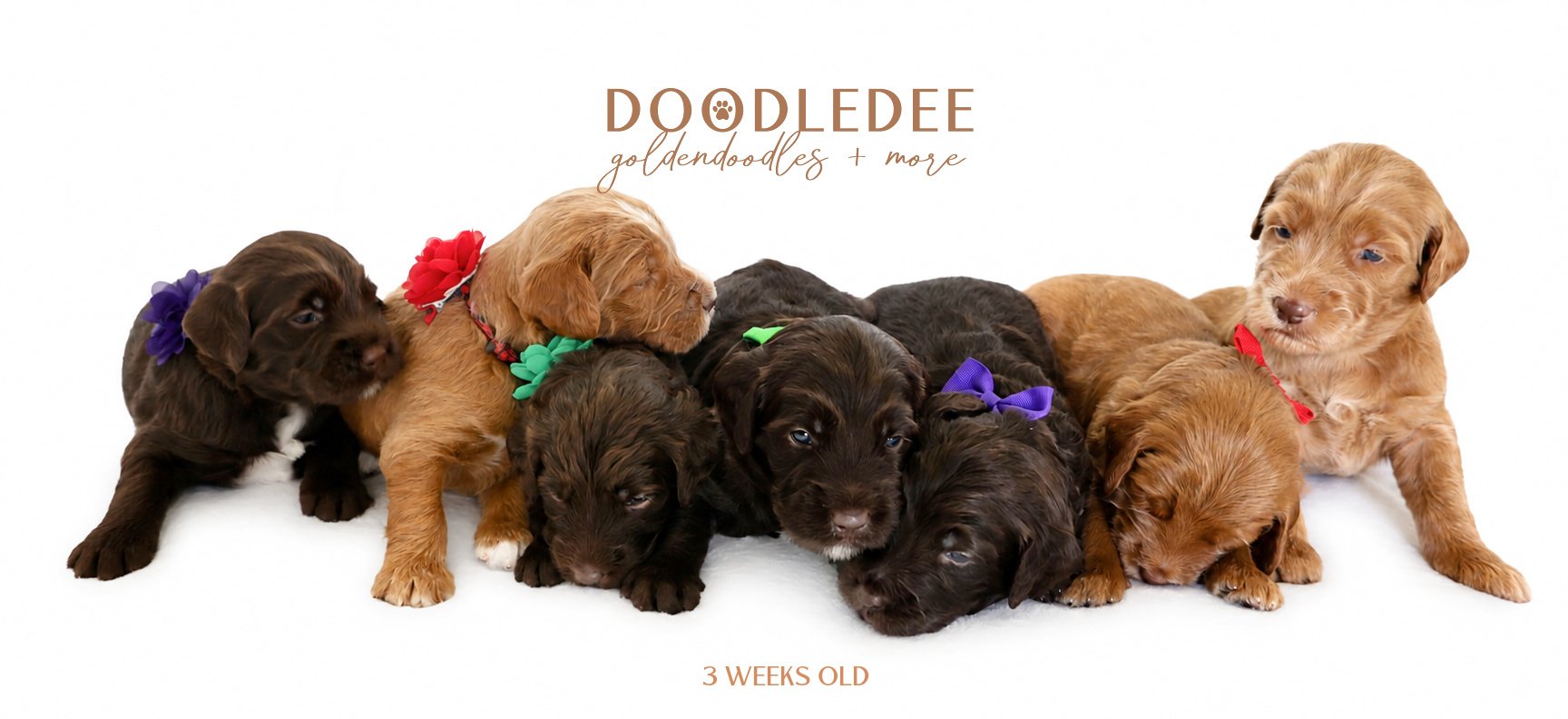 Medium English Goldendoodles, Standard English Goldendoodles