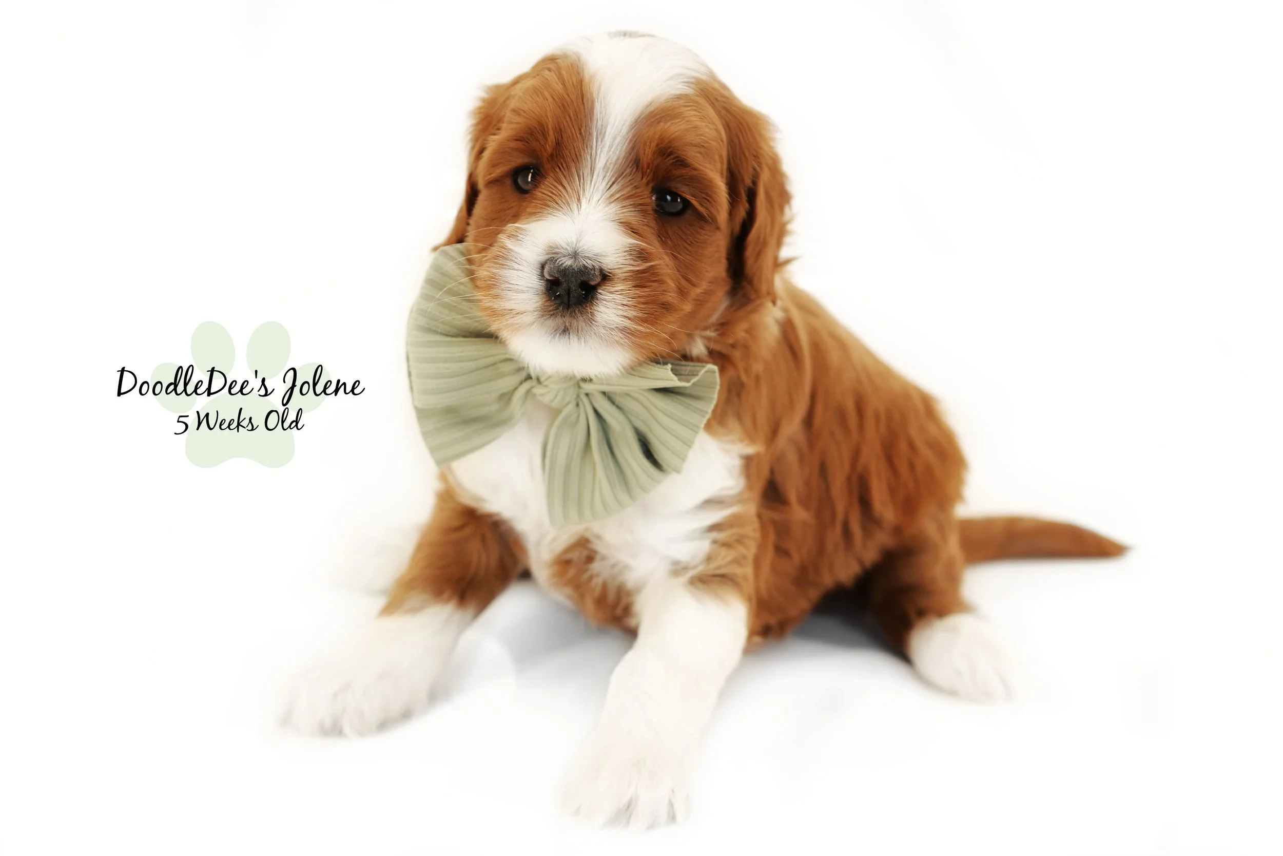Petite English Goldendoodle