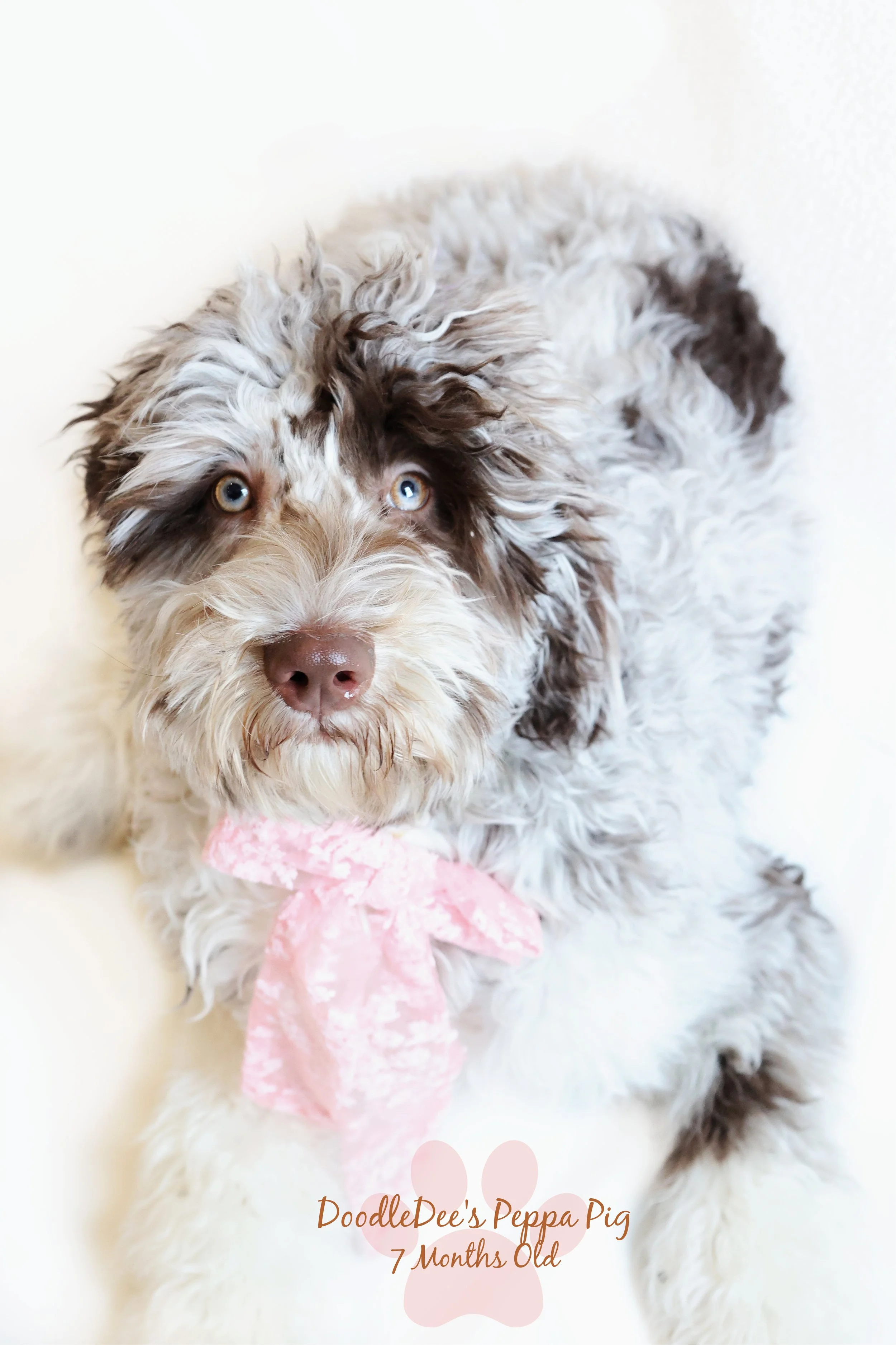 Chocolate Merle English Goldendoodle