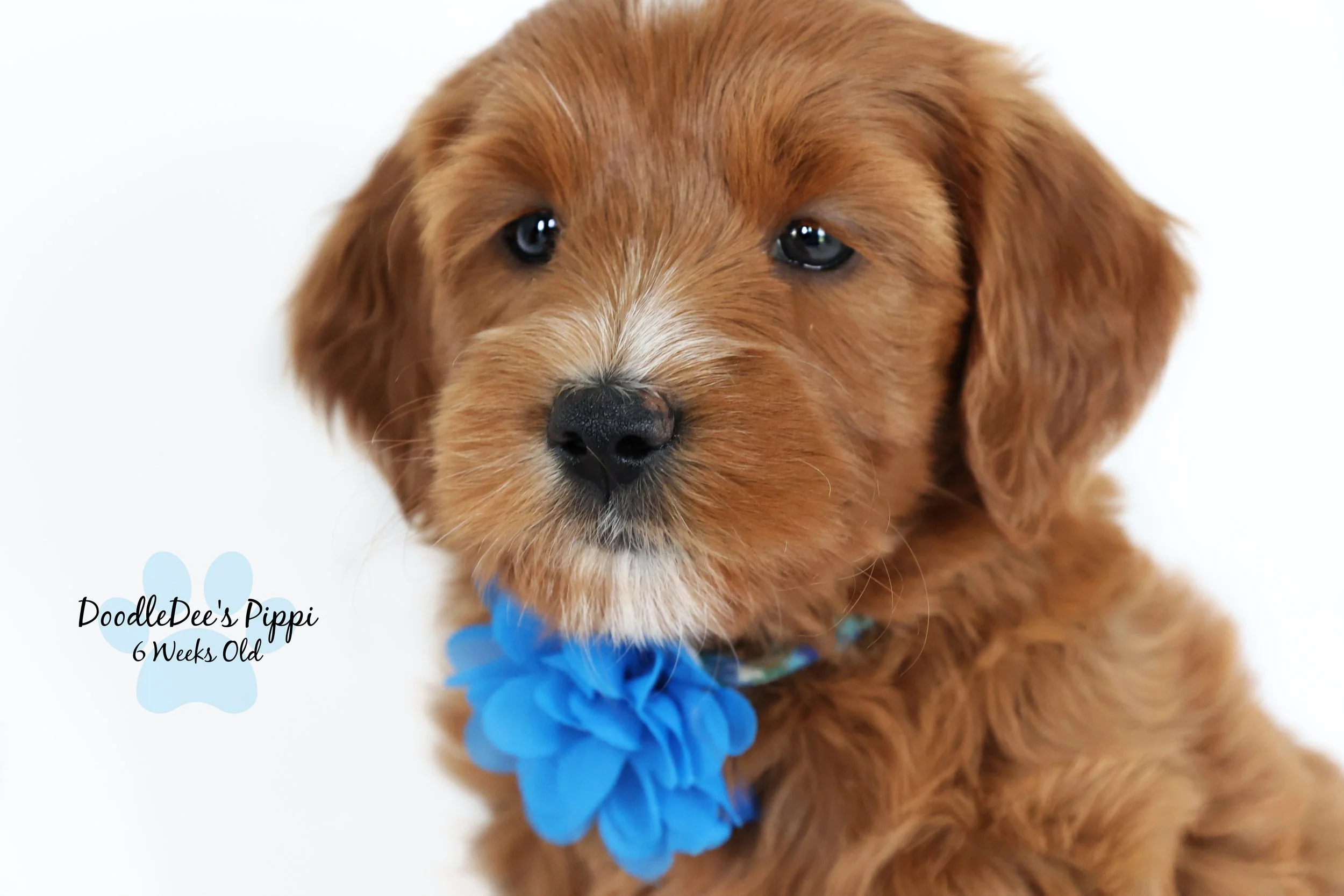 Petite Red English Goldendoodle