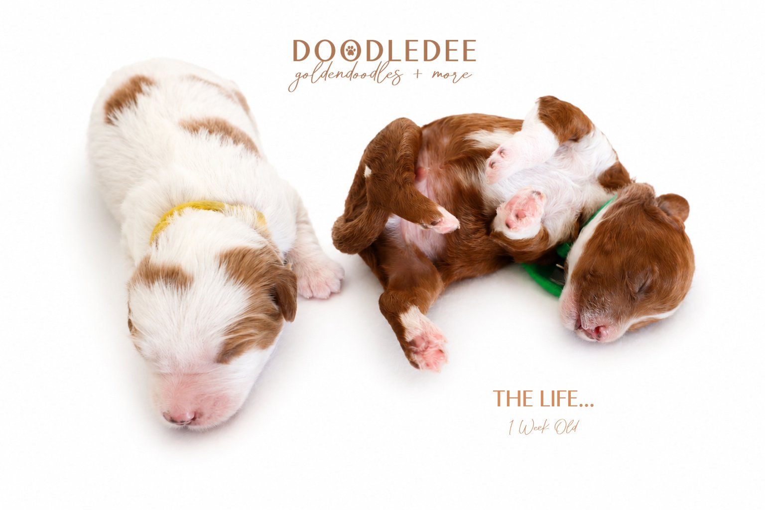 Micro Mini & Petite English Goldendoodle Puppies