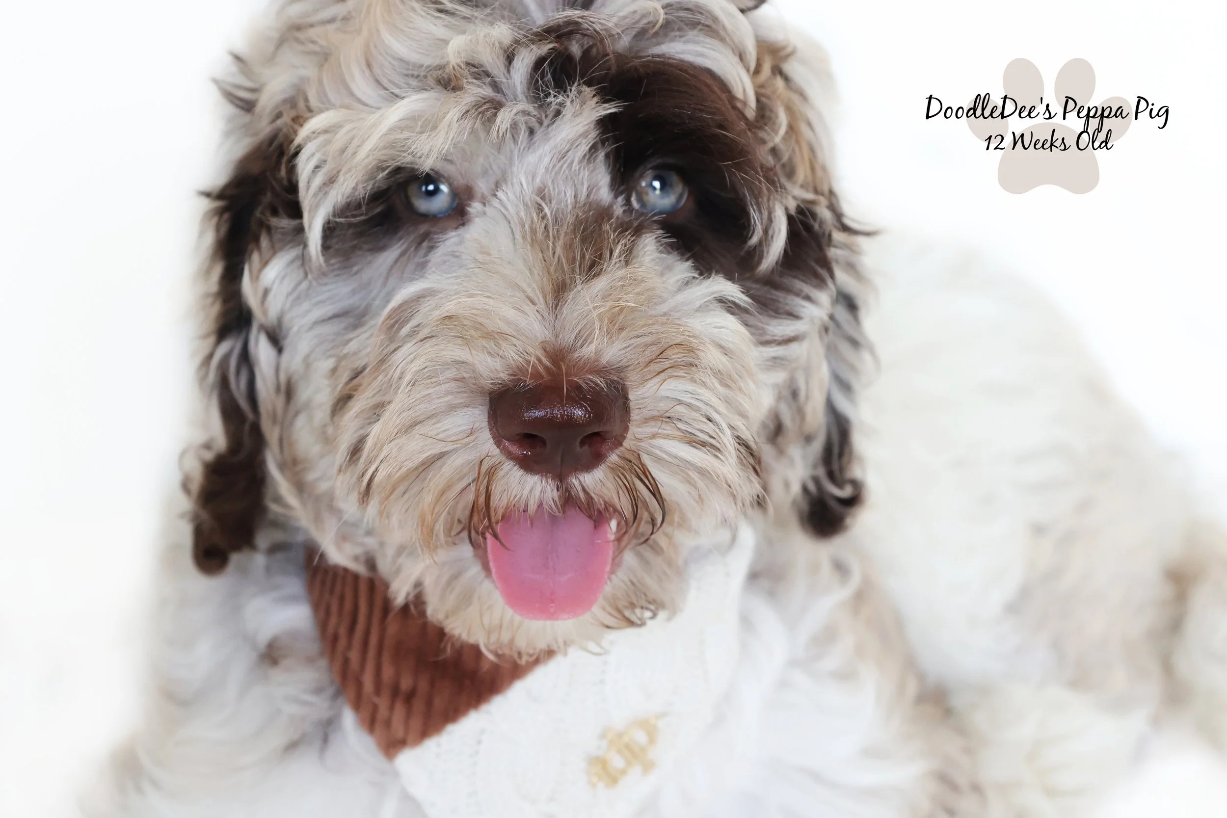 Chocolate Merle English Goldendoodle