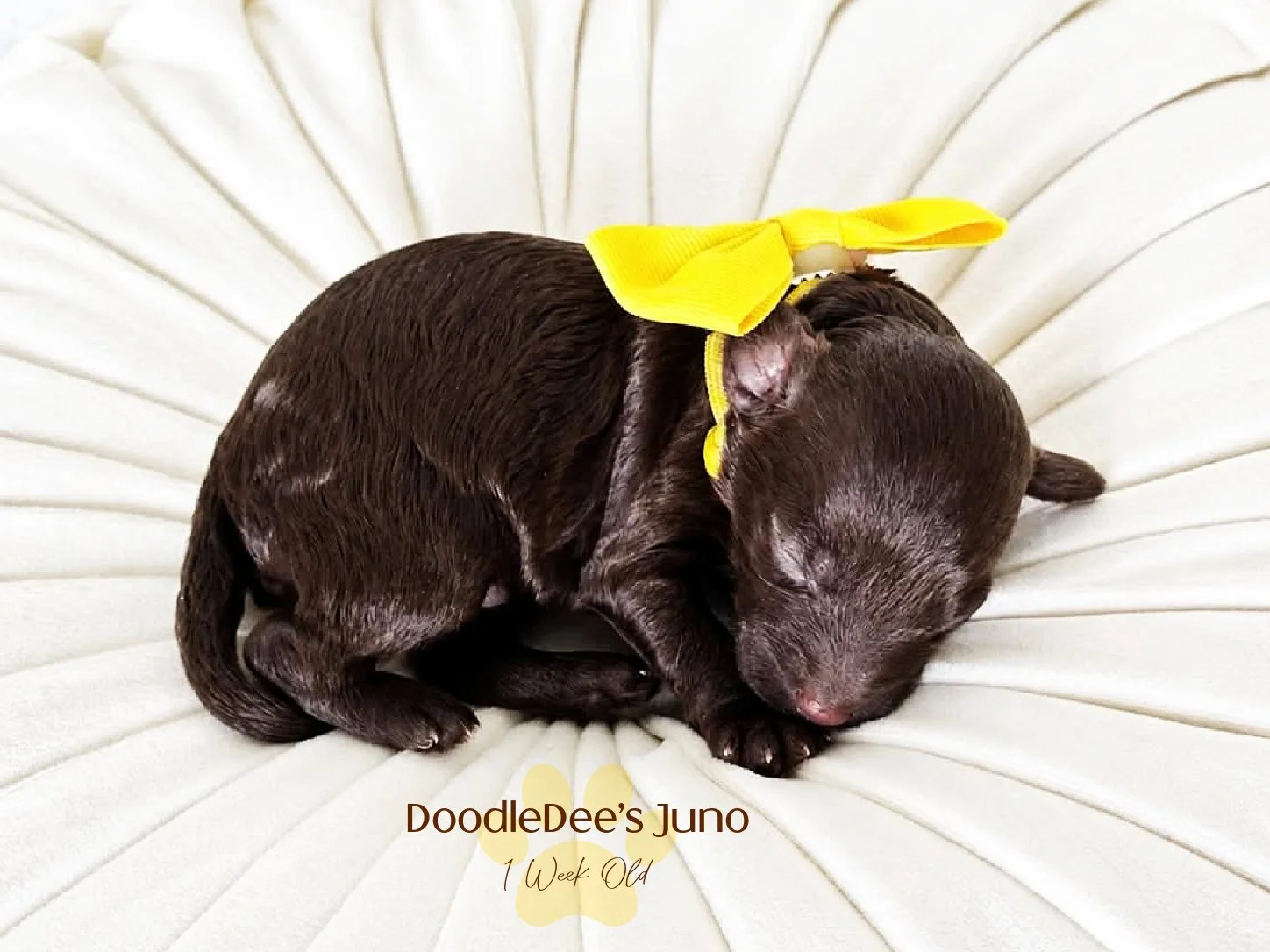 Micro Mini English Goldendoodle