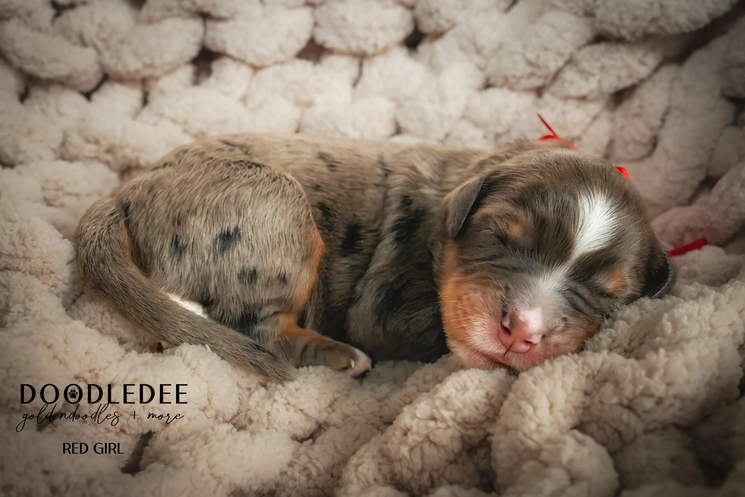 Merle Bernedoodle puppies
