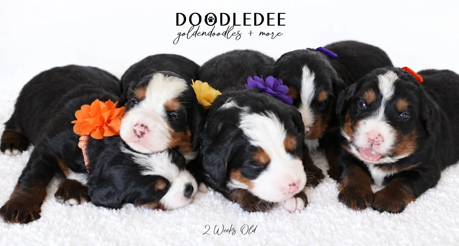 Mini Bernedoodle | Medium Bernedoodle | Standard Bernedoodle