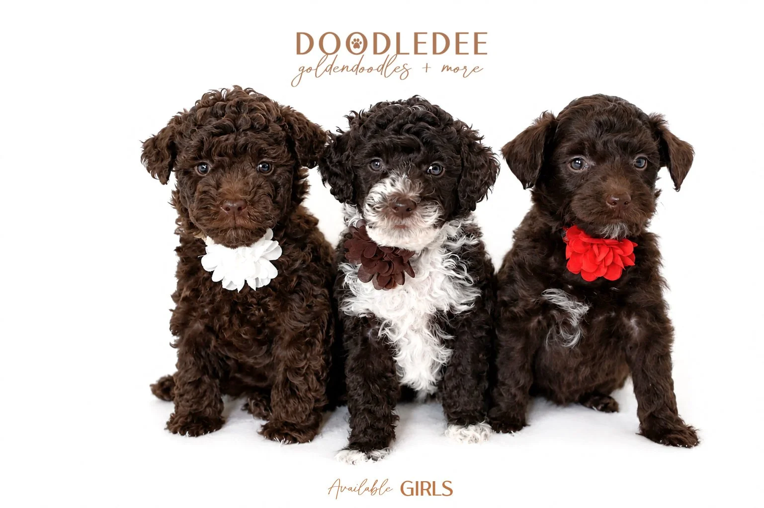 Micro Mini English Goldendoodle Puppies -
3 Females  AVAILABLE $3,500
