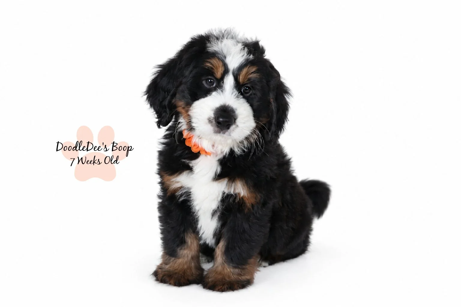 Medium Ultra Bernedoodle | Standard Ultra Bernedoodle 