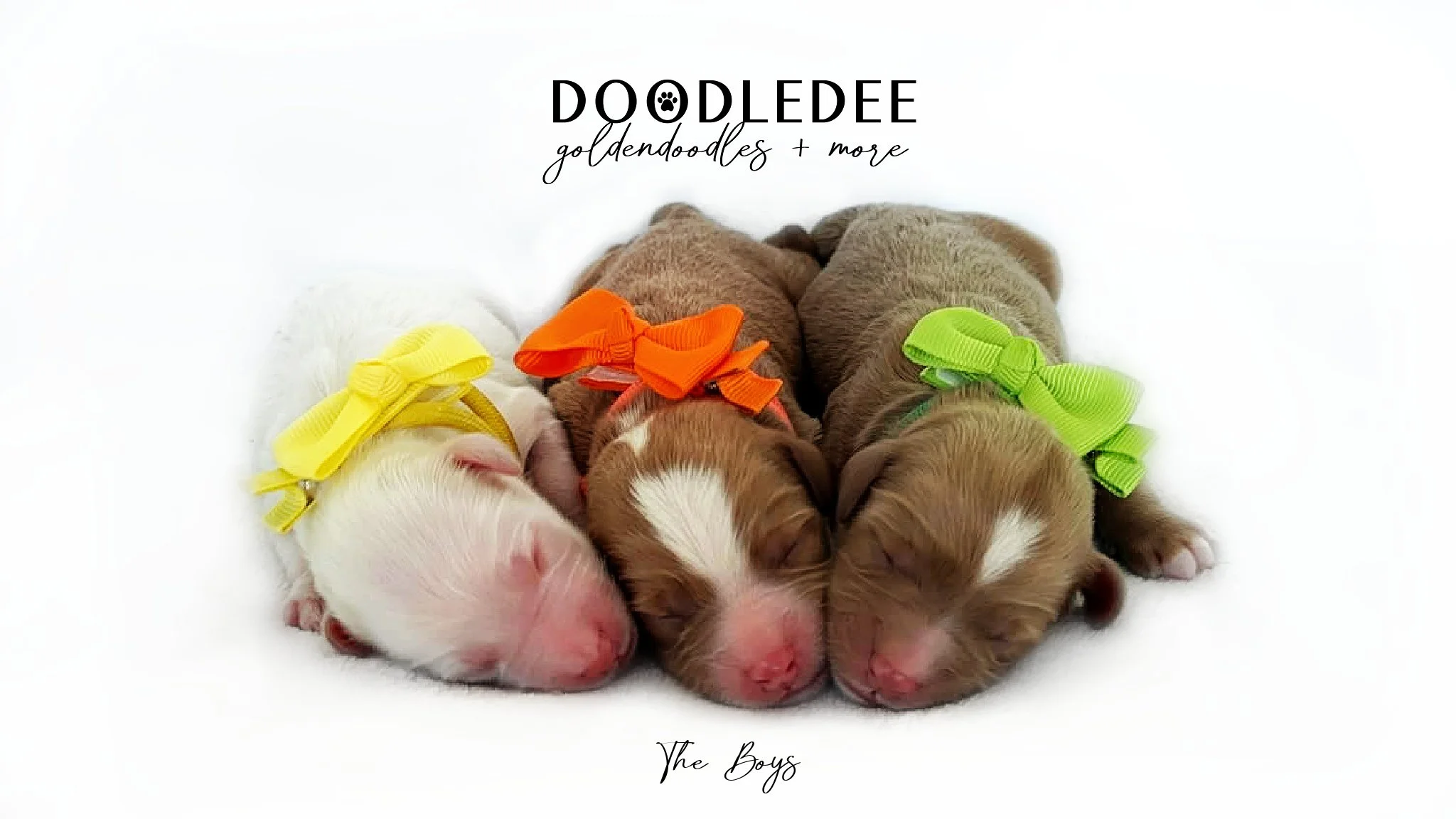 English Goldendoodle Puppies