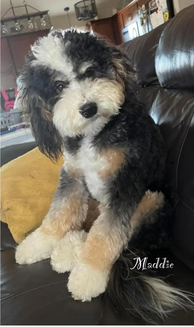 Maddie- Petite Bernedoodle
