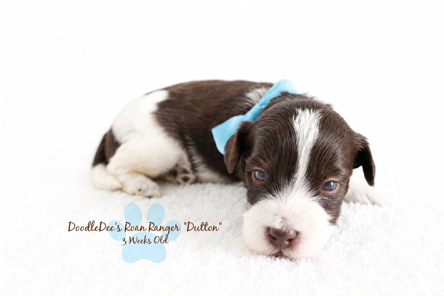 Micro Mini & Petite English Goldendoodle BREEDER HOLD