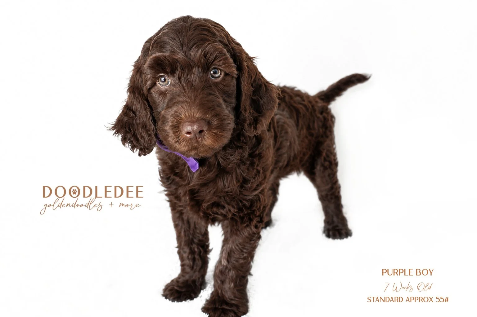 Standard English Goldendoodle AVAILABLE $3,000