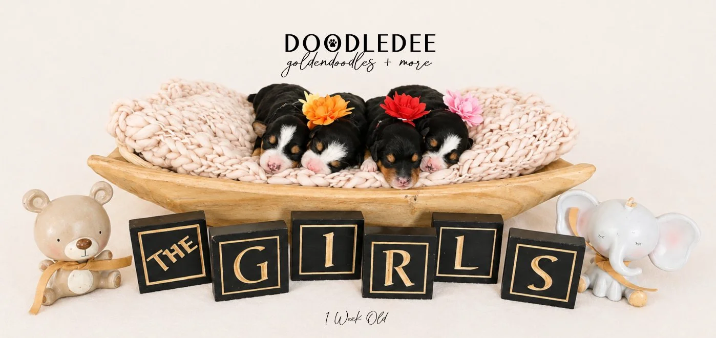 Mini Bernedoodle Puppies