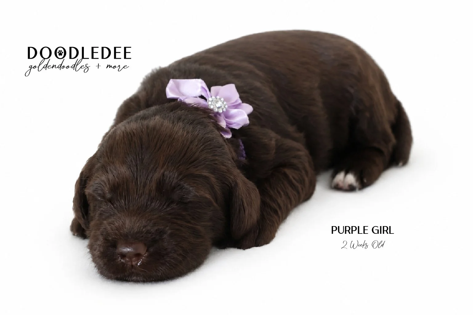 Medium English Goldendoodles, Standard English Goldendoodle BREEDER HOLD