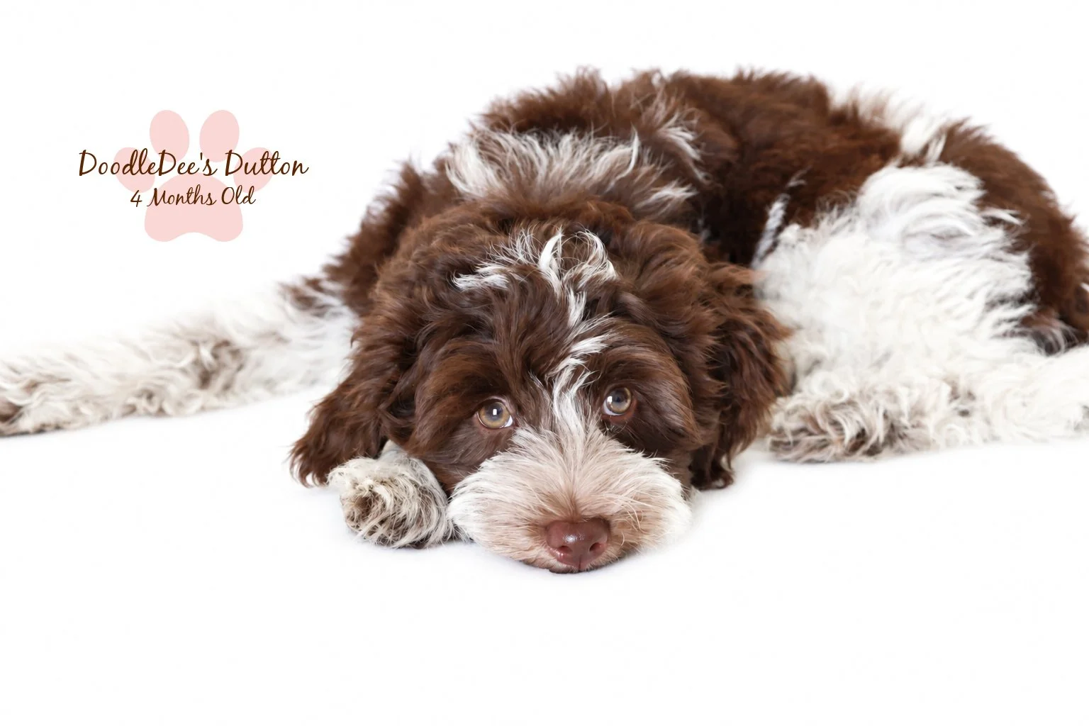 Chocolate Roan English Goldendoodle Stud |  10.2 Lbs