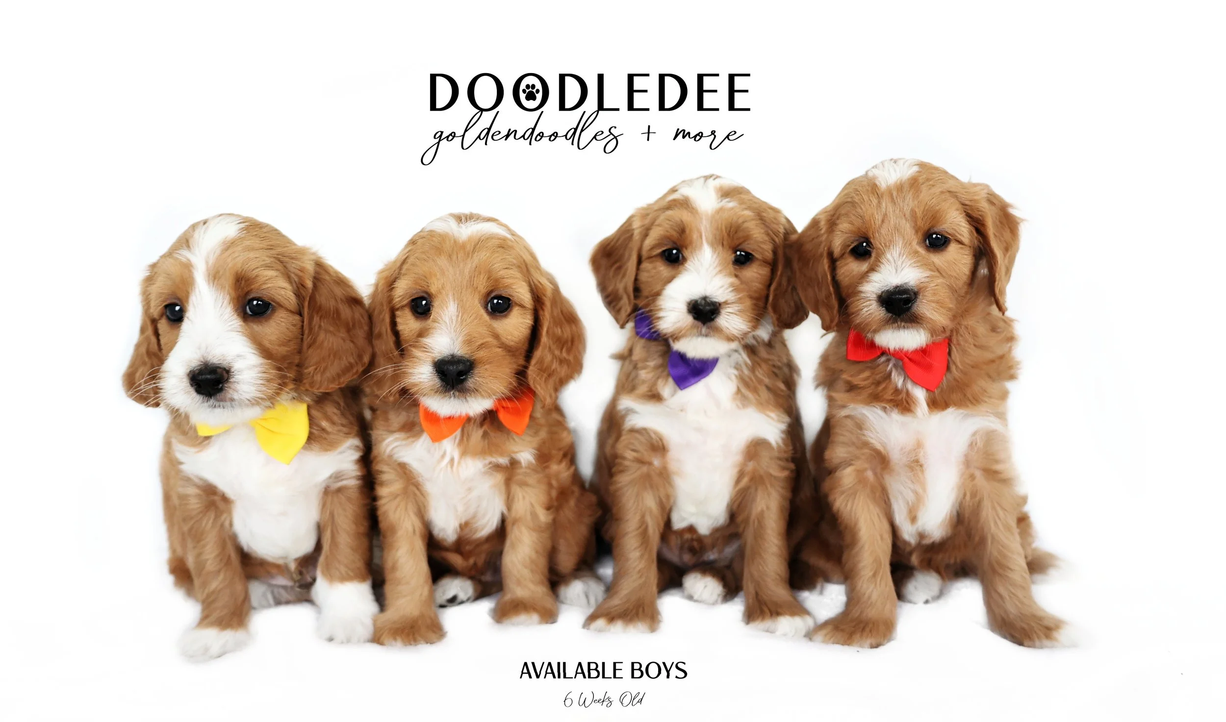 Petite English Goldendoodles AVAILABLE