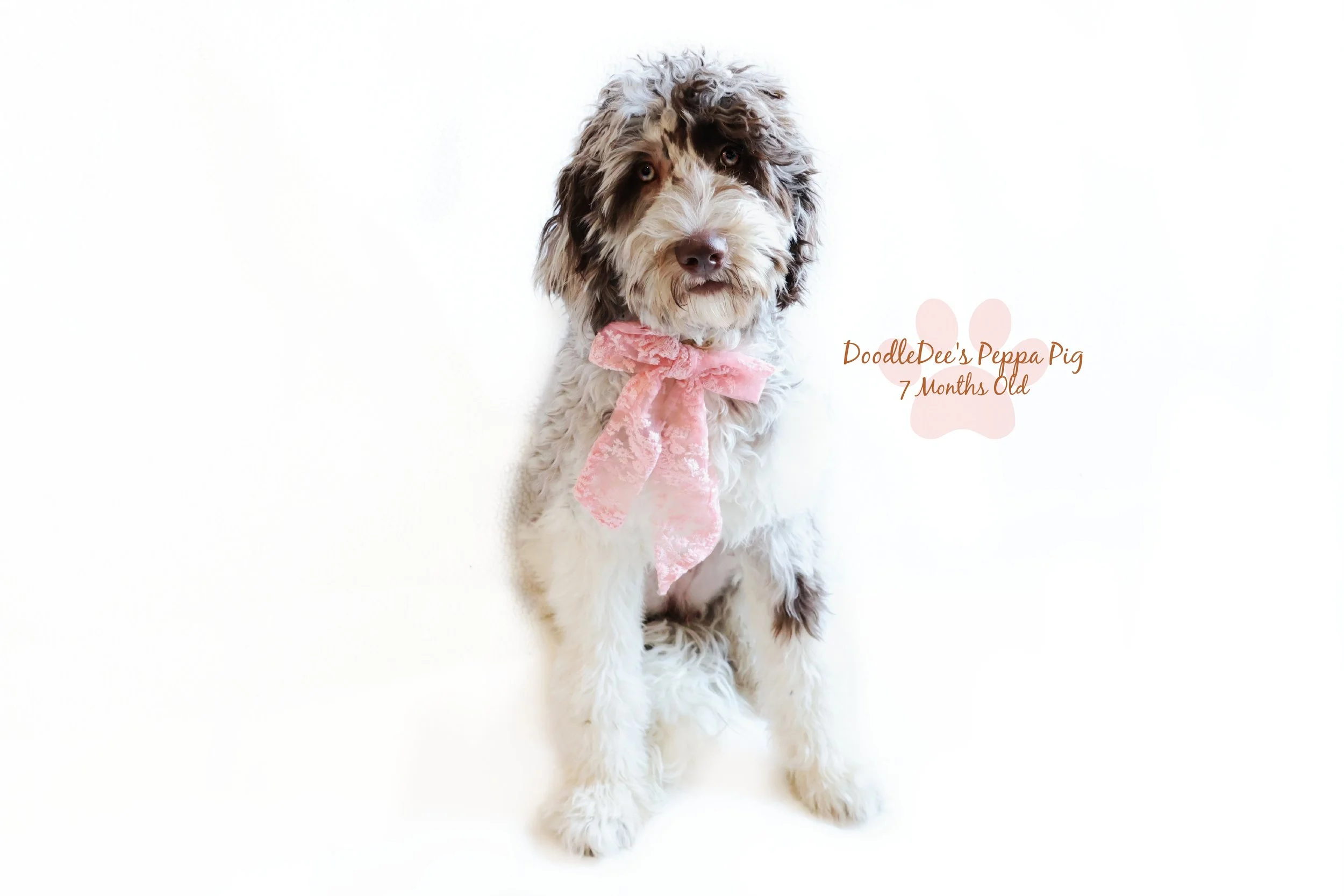 Chocolate Merle English Goldendoodle