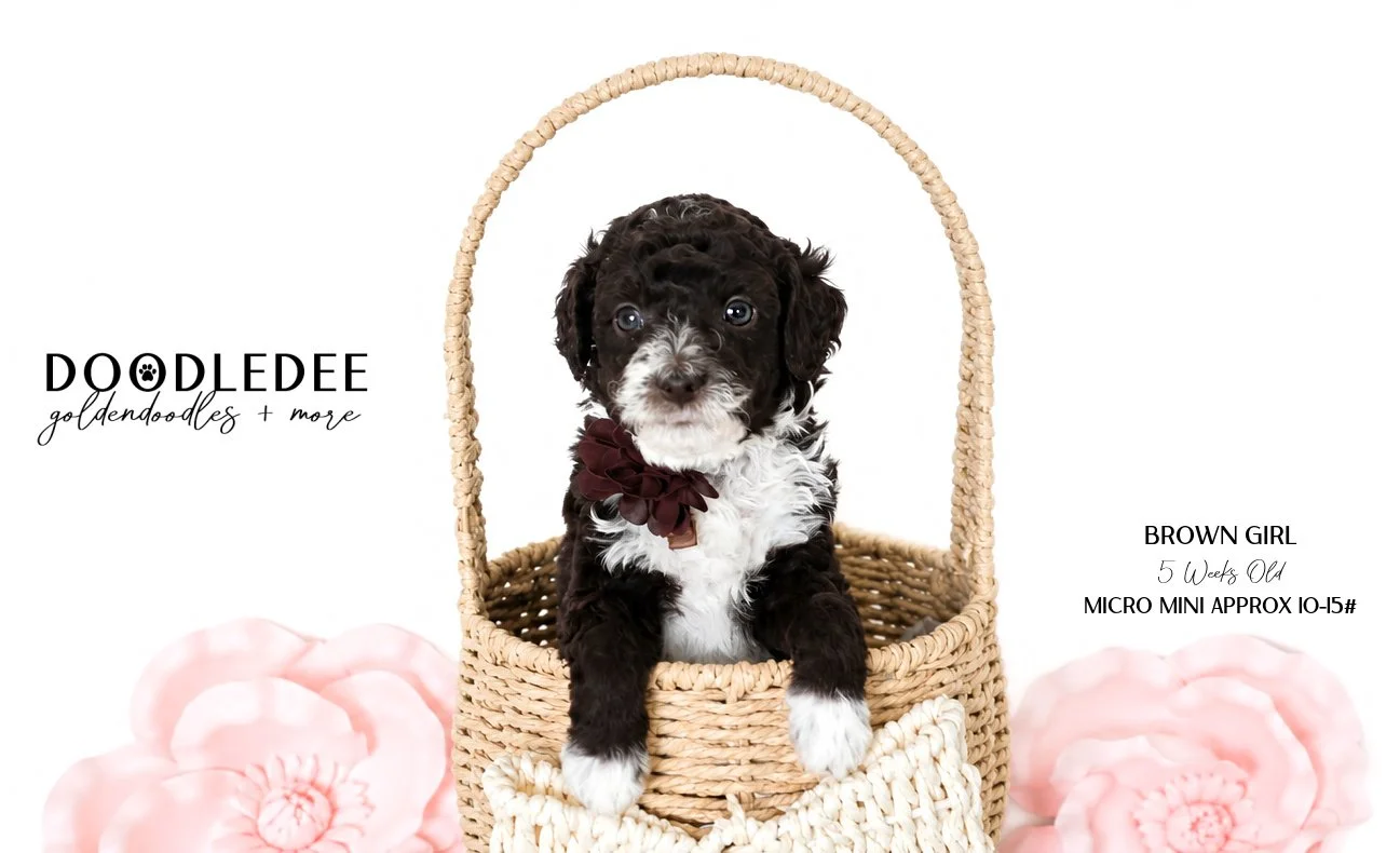 Micro Mini English Goldendoodle Female AVAILABLE $3,500