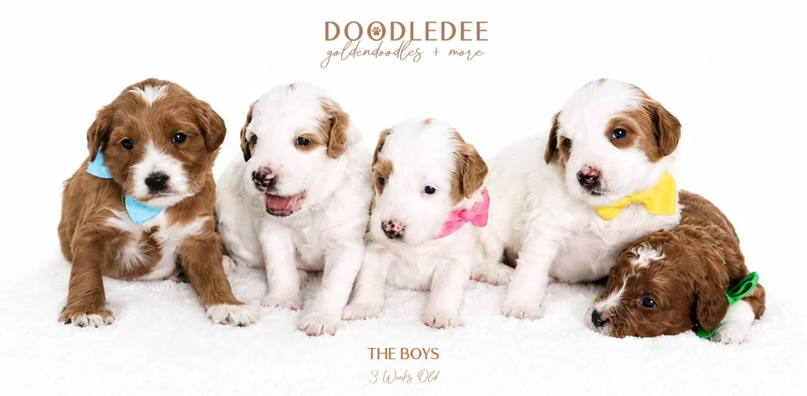 Micro Mini English Goldendoodle Puppies | Petite English Goldendoodle Puppies