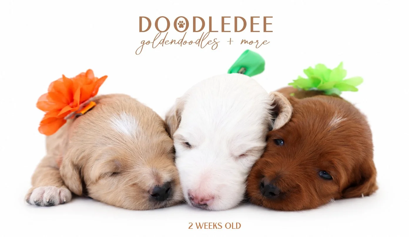 Micro Mini English Goldendoodle | Petite English Goldendoodle