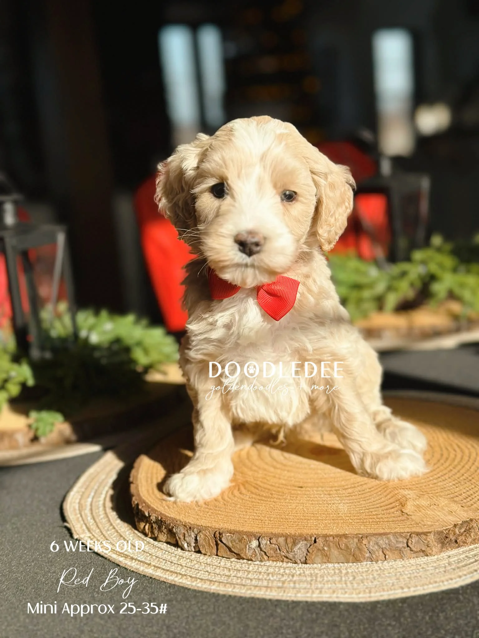 Mini English Goldendoodle AVAILABLE $2,500 LAST MALE