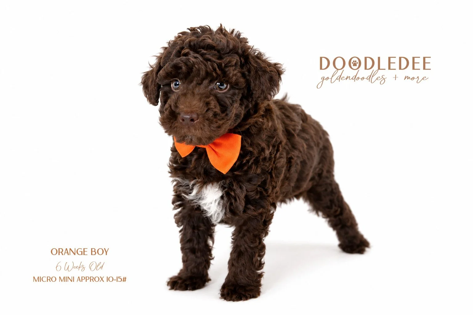 Micro Mini English Goldendoodle - Male AVAILABLE $3,500