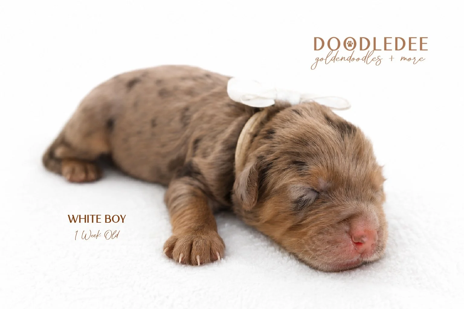 Petite / Mini English Goldendoodle Male- GUARDIAN OPPORTUNITY
